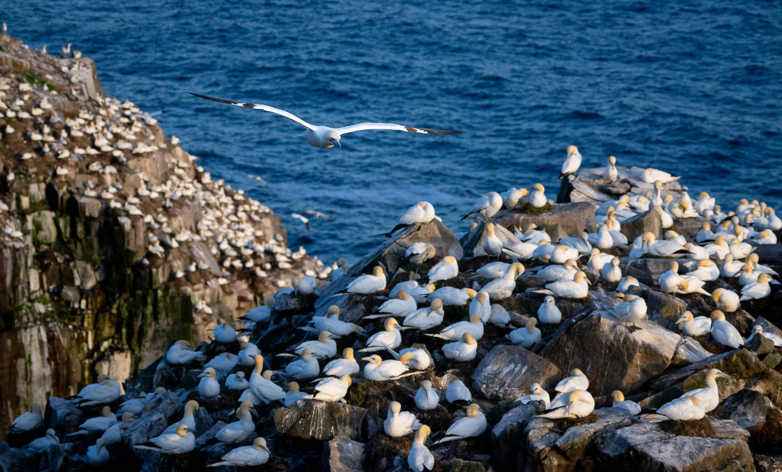 Newfoundland-52.jpg