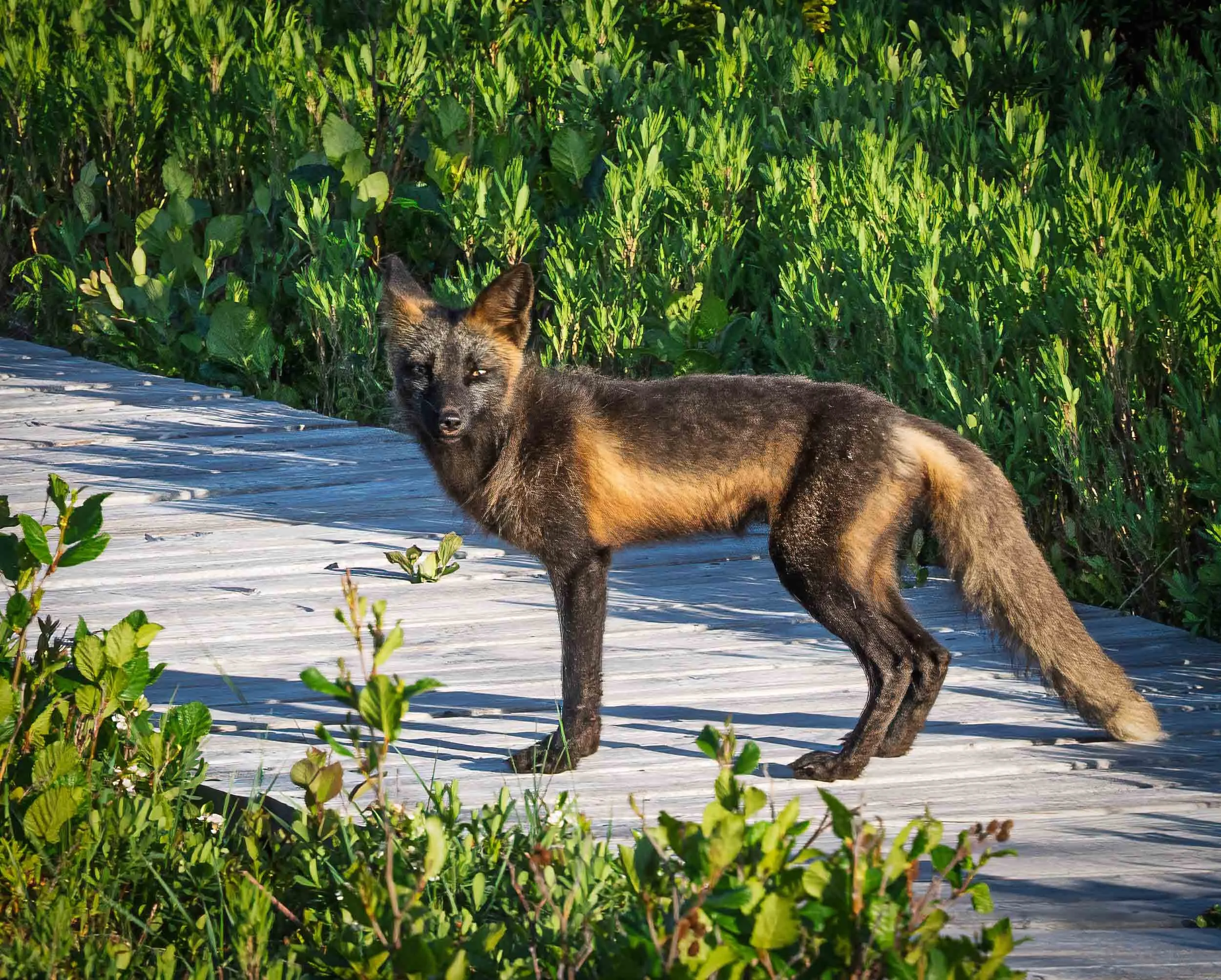 Newfoundland-85.jpg