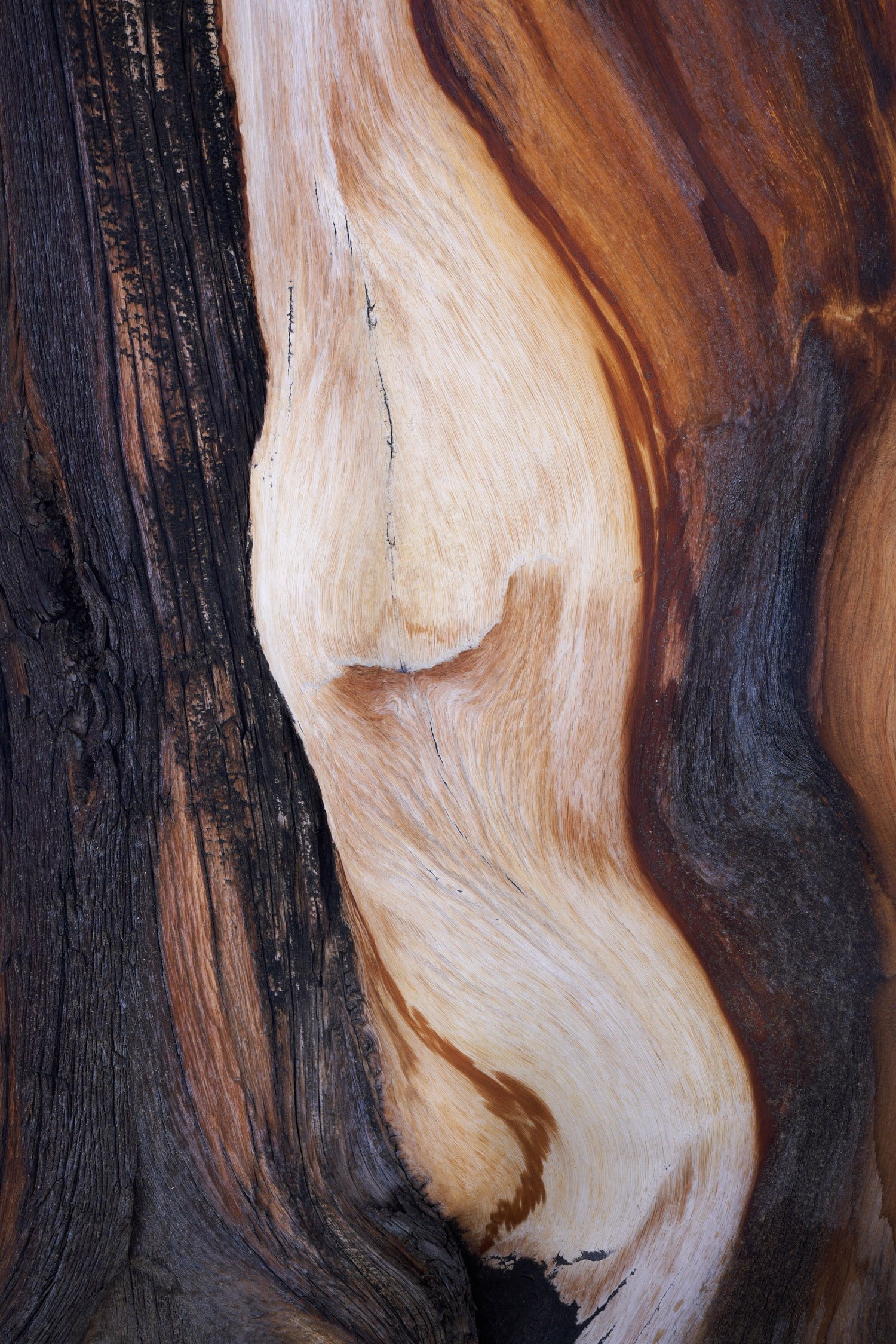Tree Bark (2021)_8483