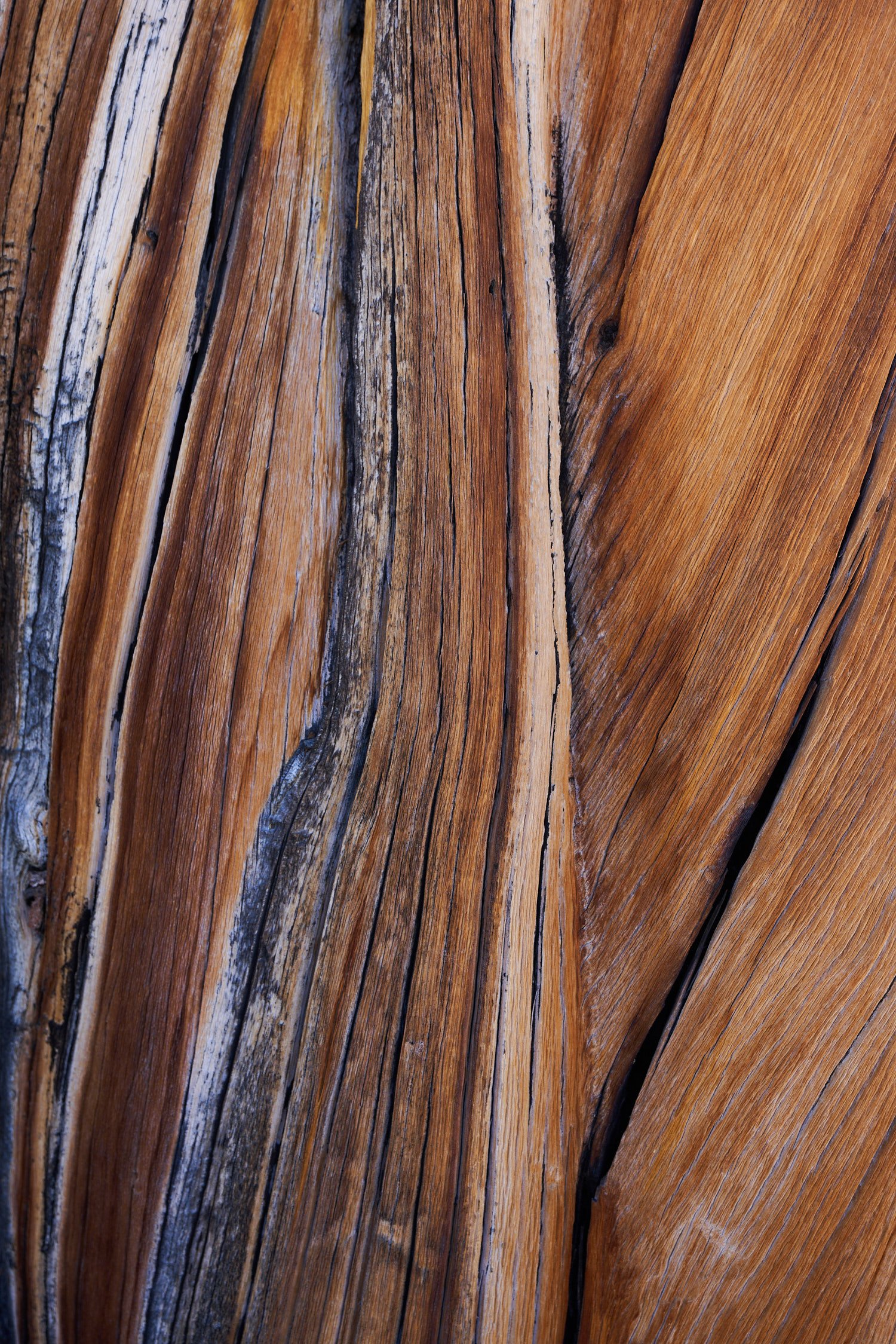 Tree Bark (2021)_8438
