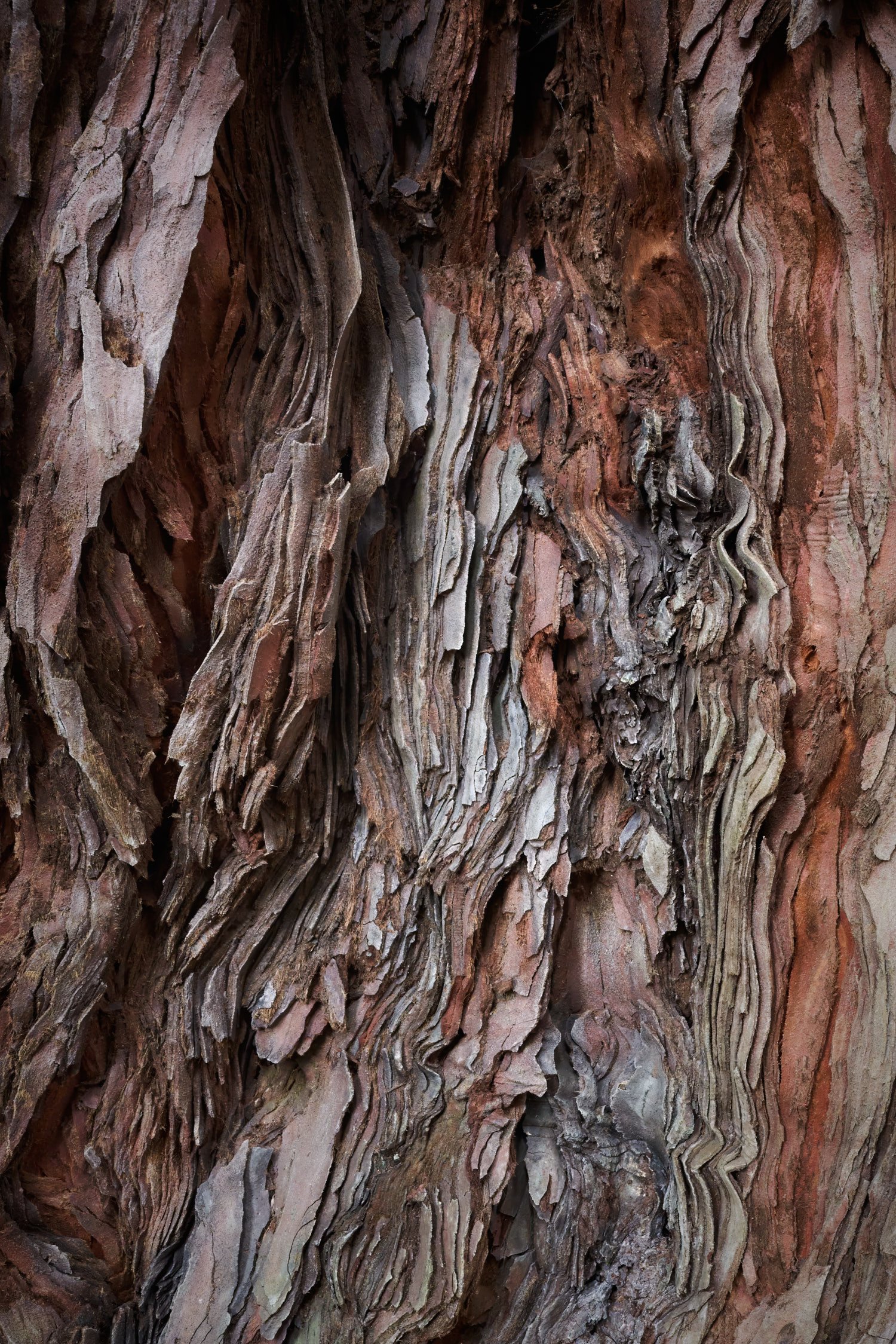 Tree Bark (2021)_7045