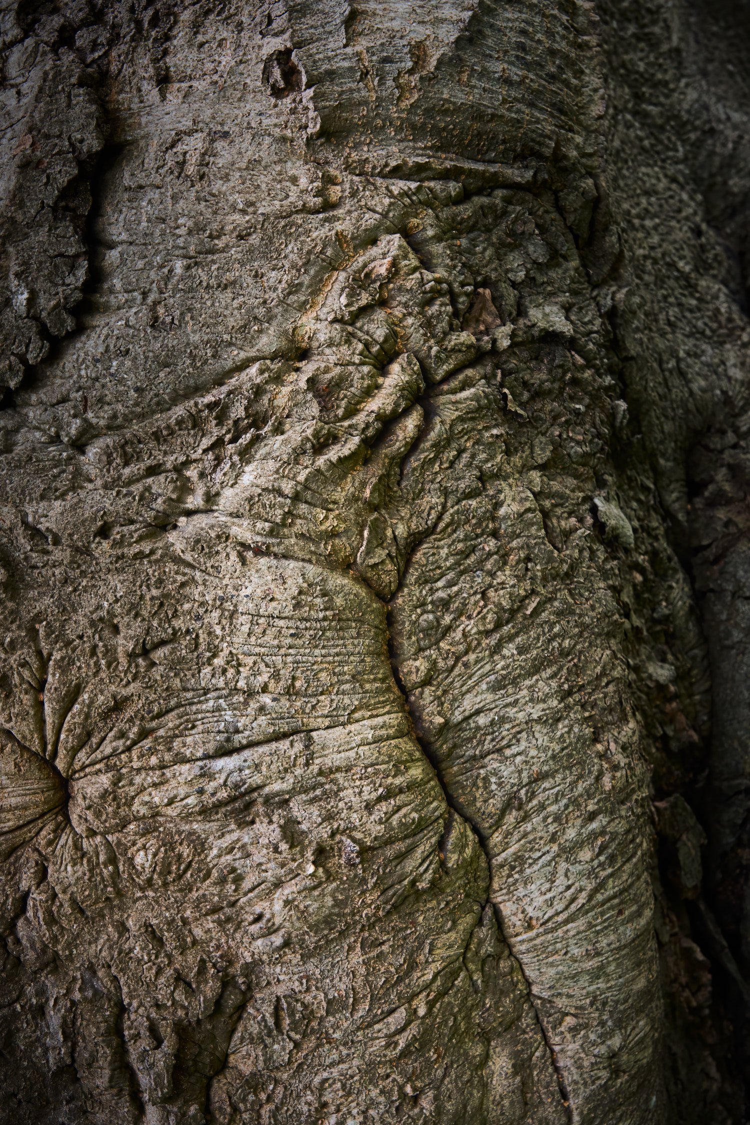 Tree Bark (2022)_6618