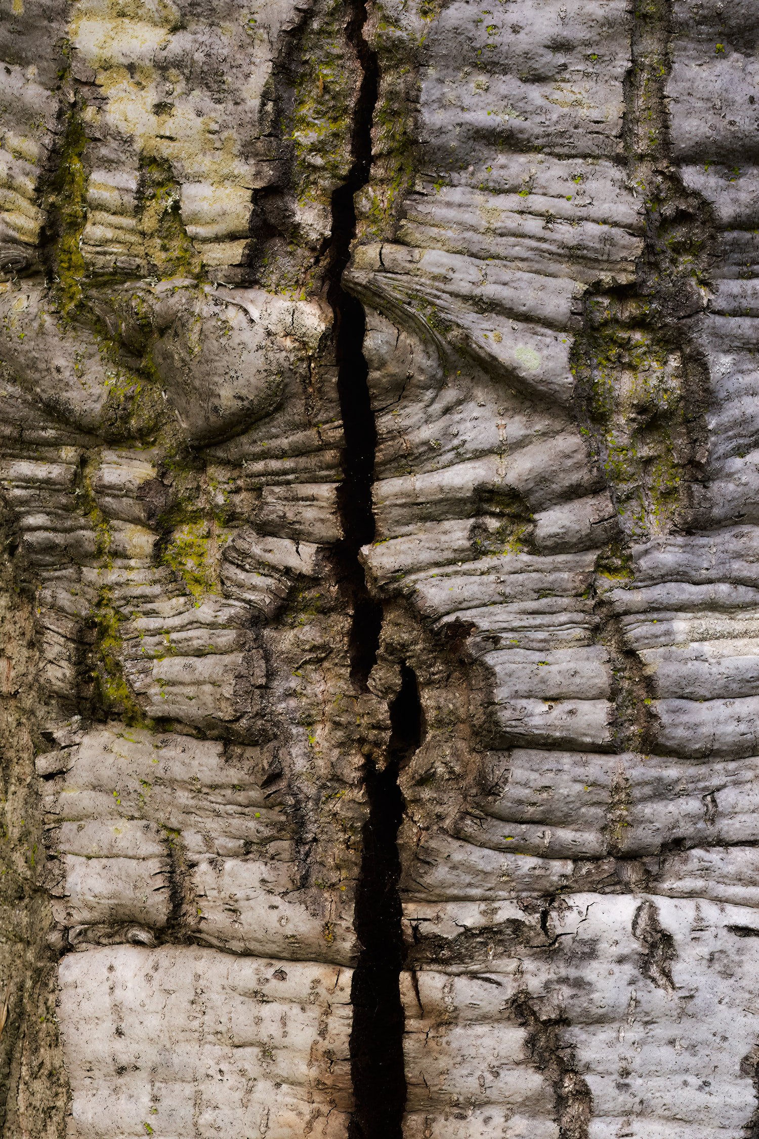 Tree Bark (2023)_1039