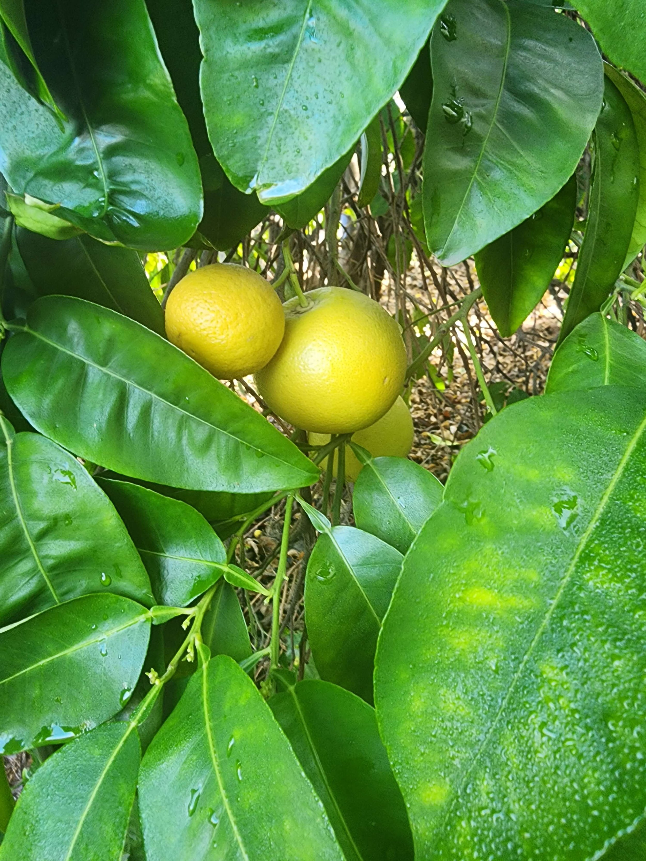 Lemons on tree.jpg
