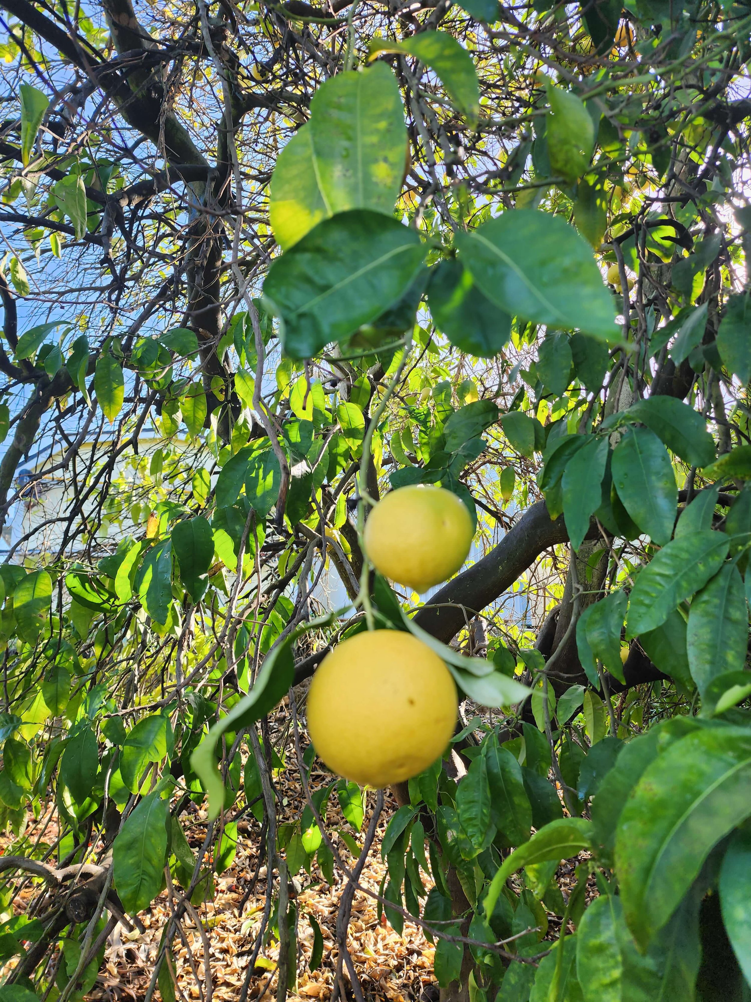 Lemon tree.jpg