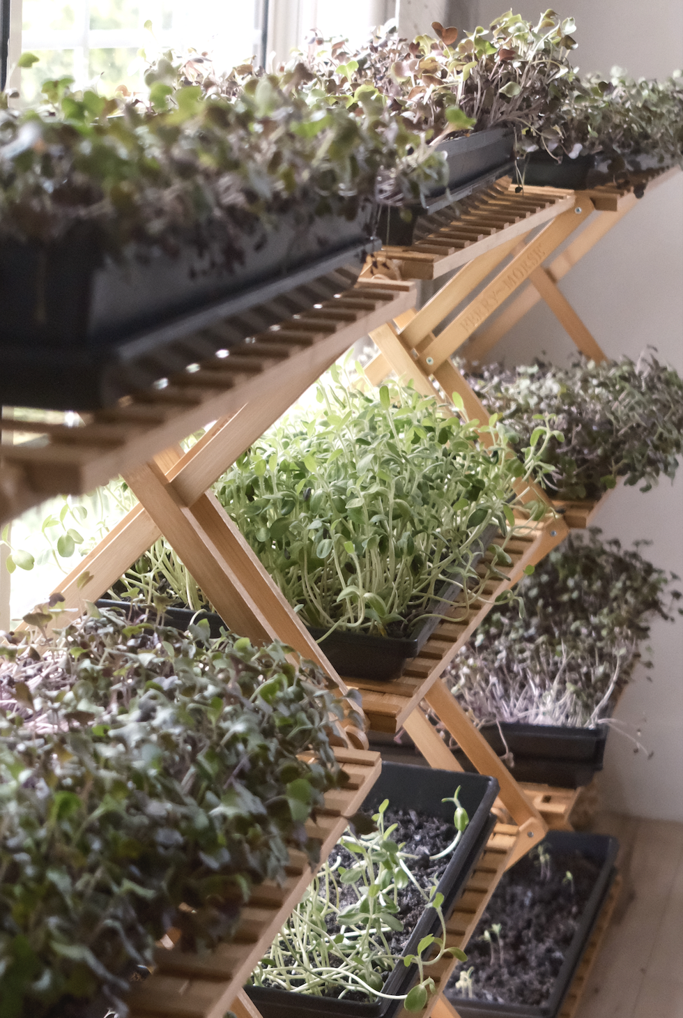 microgreens growing on wooden shelf in sunlight