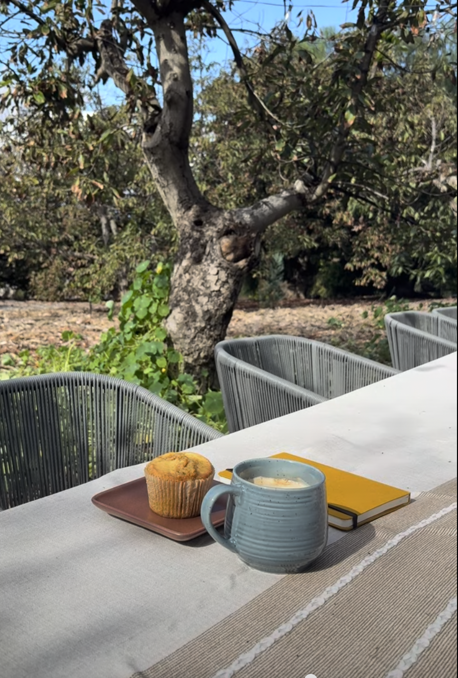basket of organic regenerative oranges and tangelos