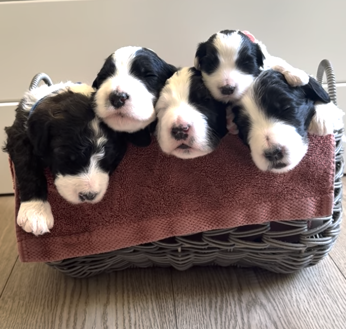 Screenshot 2025-09-05 at 11.12.30 AM.png (Copy)