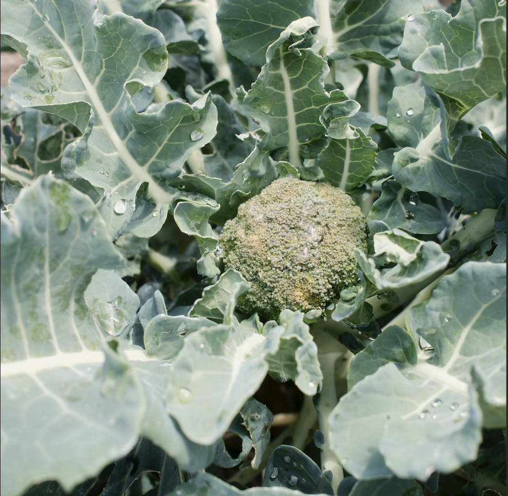 broccoli growing on the farm