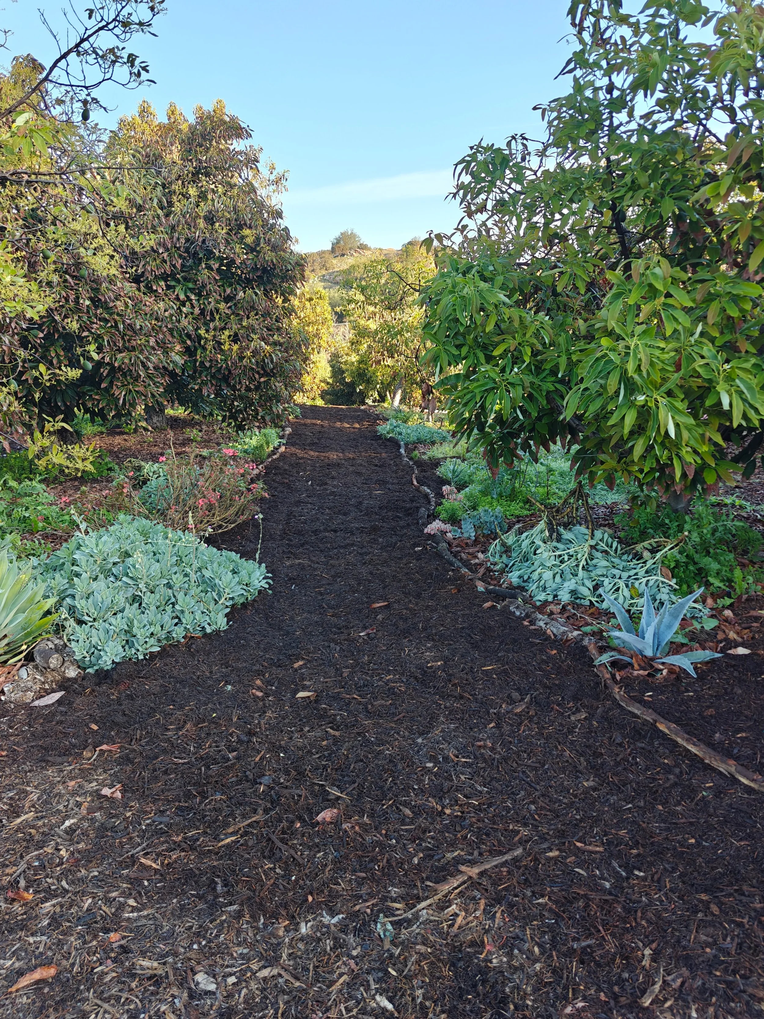 trail through avocado orchard