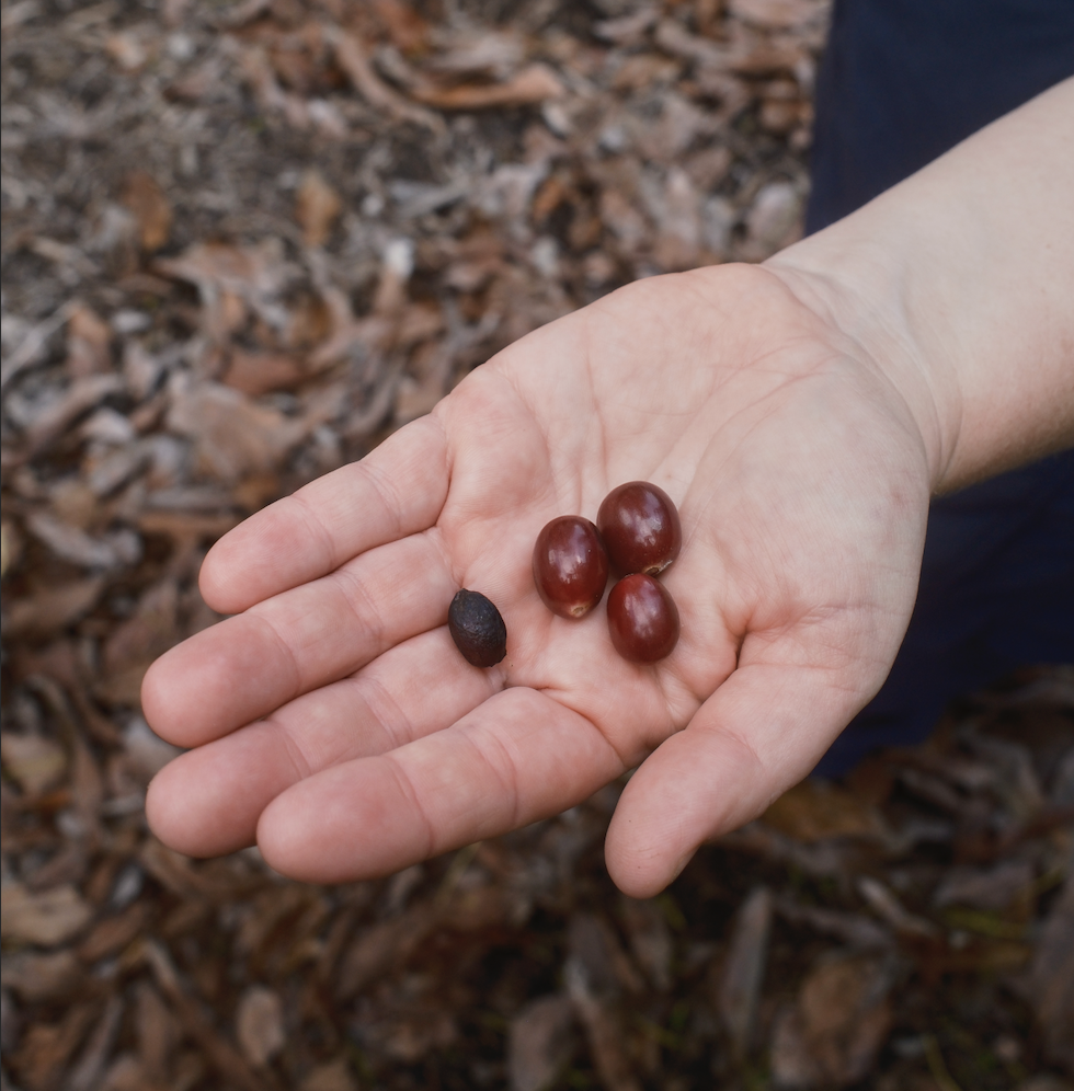 hand holding coffee cherries