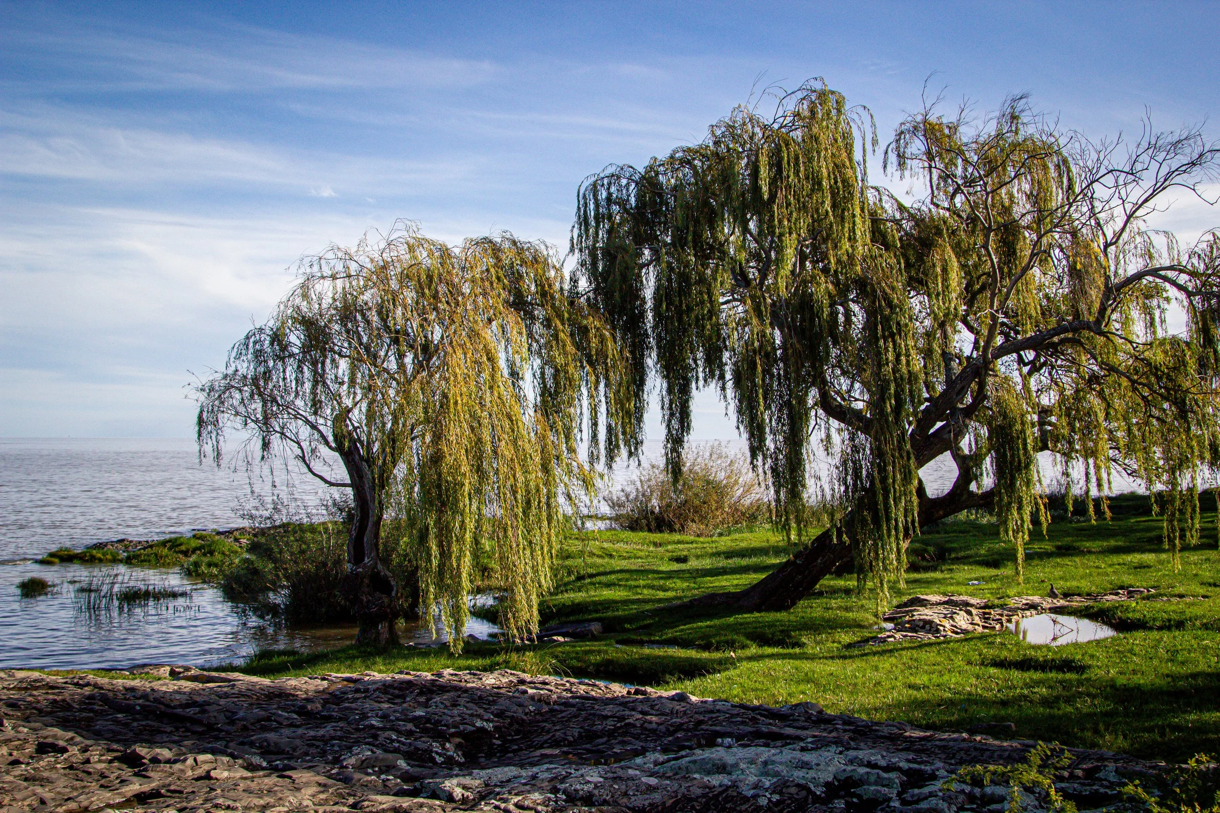 shady river