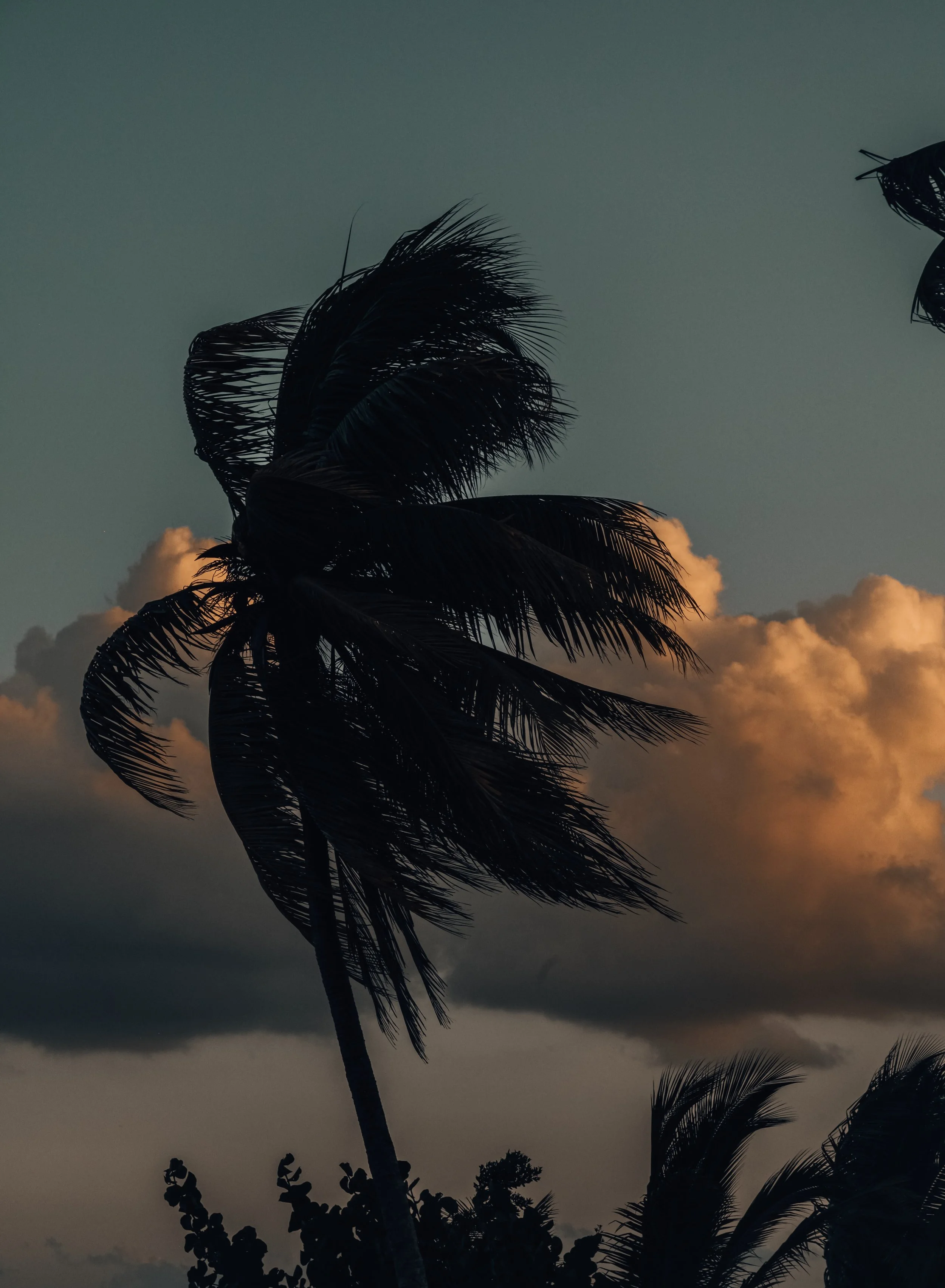 smoky palm **8x10**