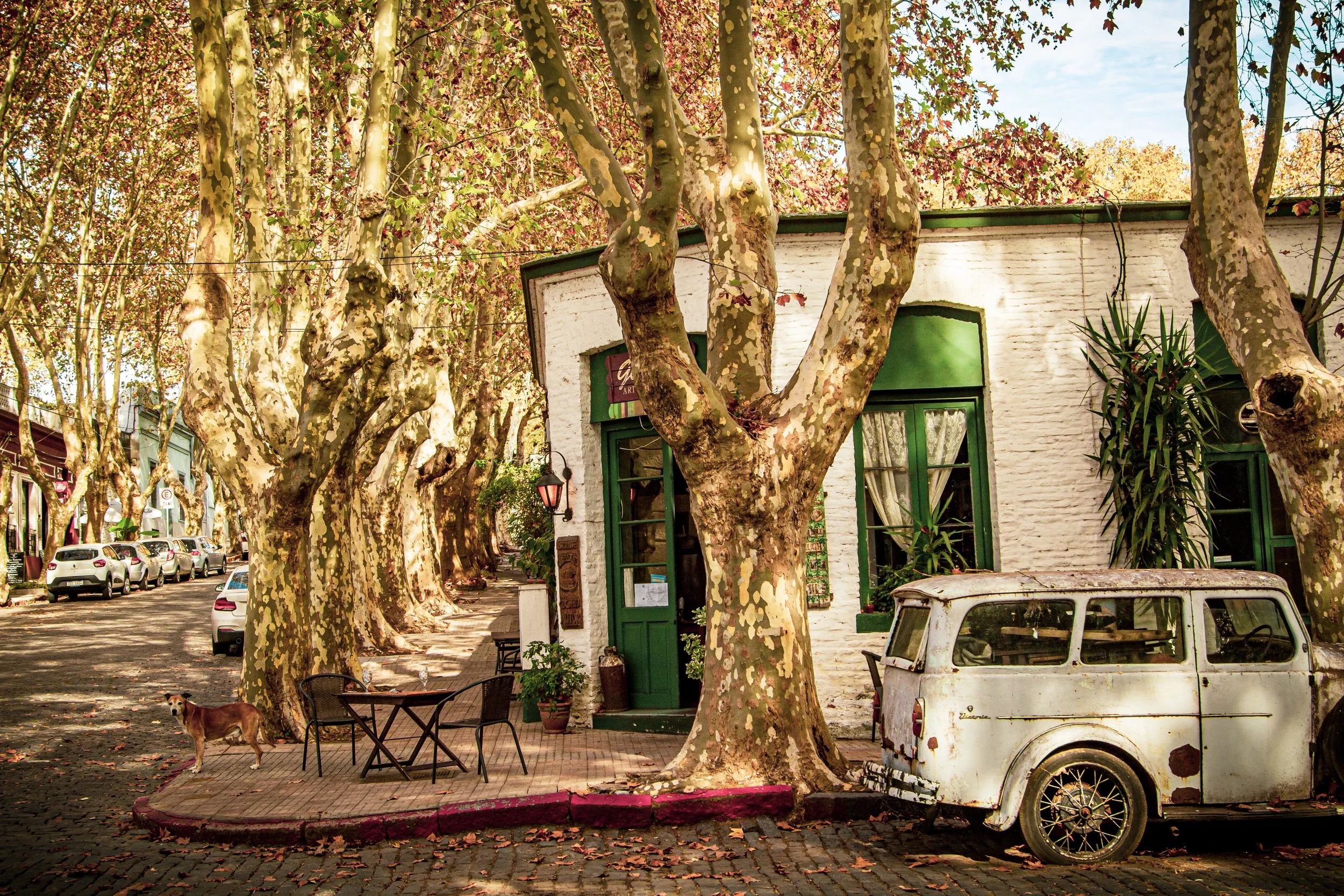 under sycamore canopies