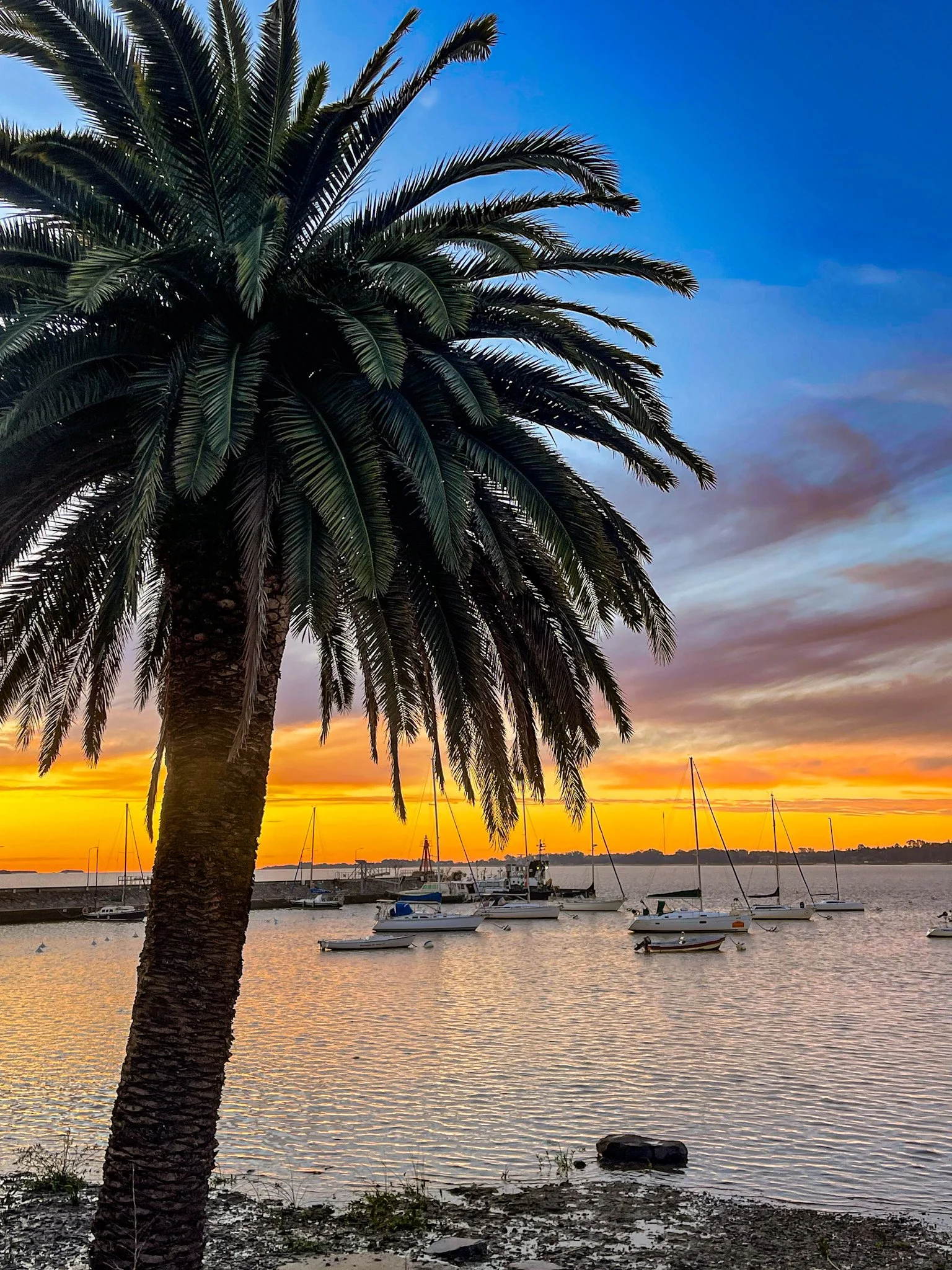 palms over Uruguay