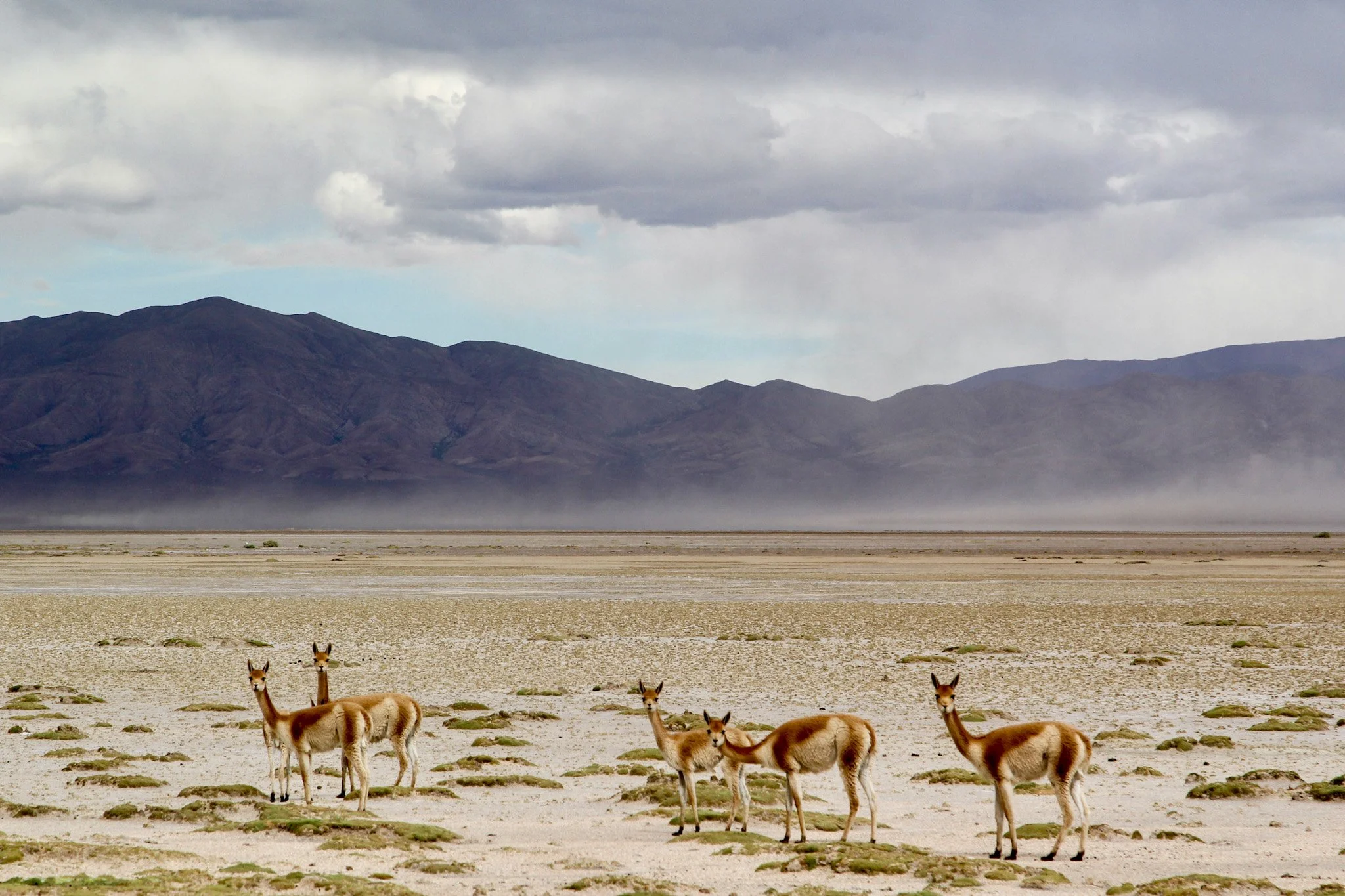 curious vicuñas