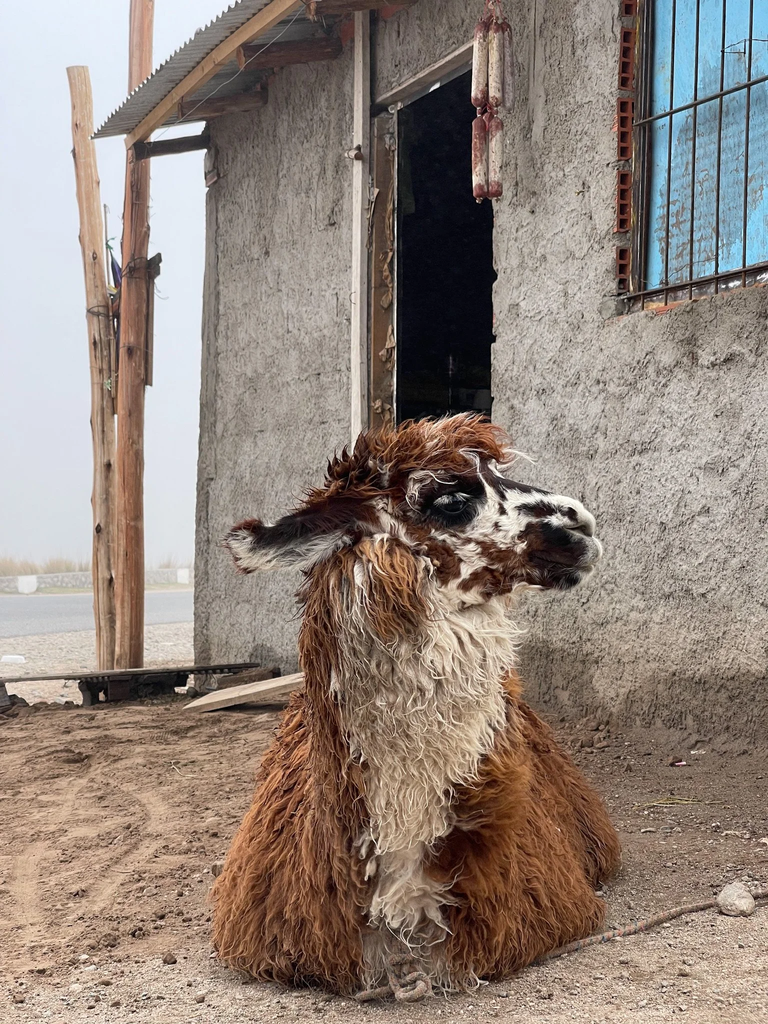 llama drama