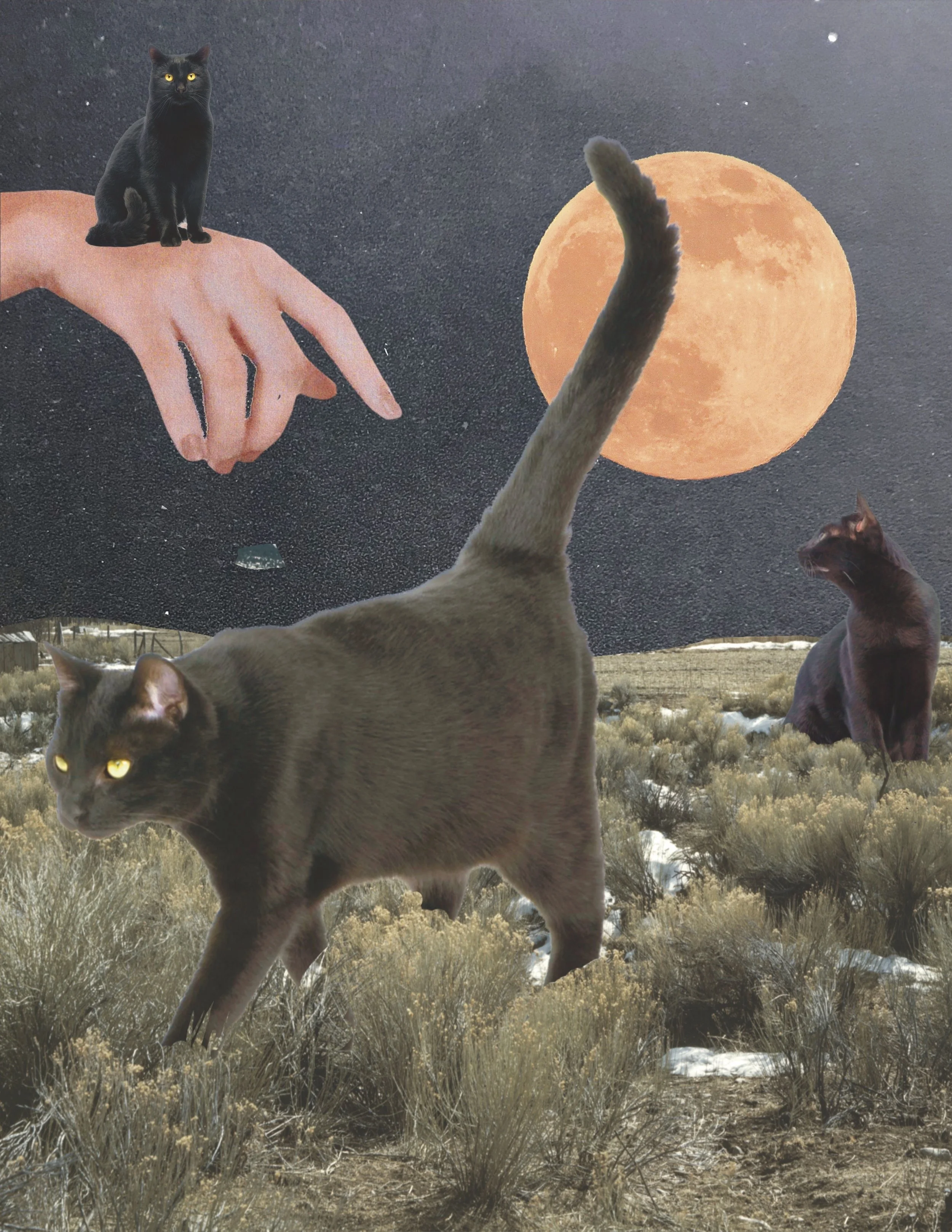 A surreal collage featuring a large black cat walking through a desert landscape with dry shrubs, an oversized moon in the background, and a smaller black cat sitting nearby. A human hand holding a black cat's paw is depicted in the sky, with a full 
