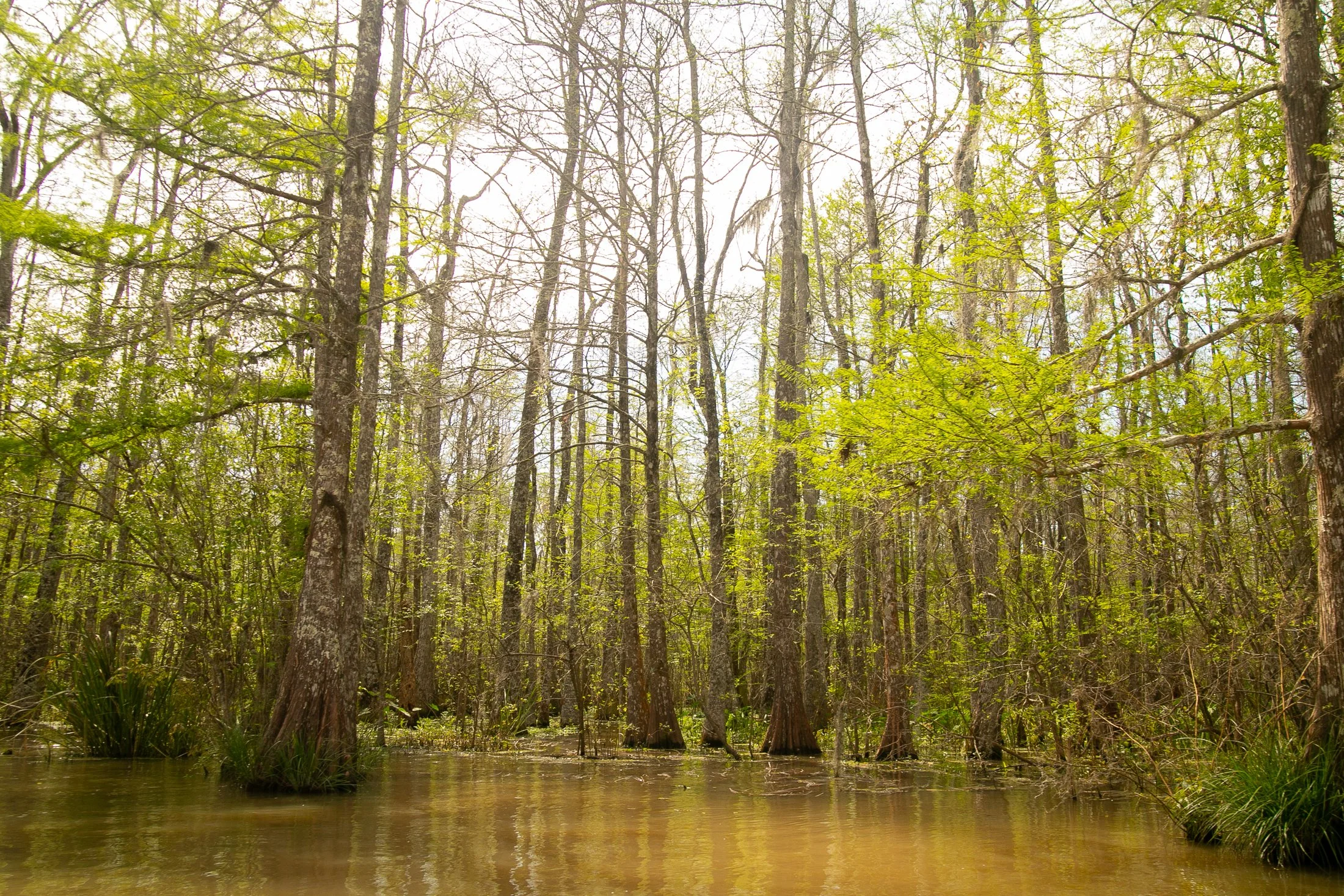 Nature Archive 06 by Tyrone Z. McCants