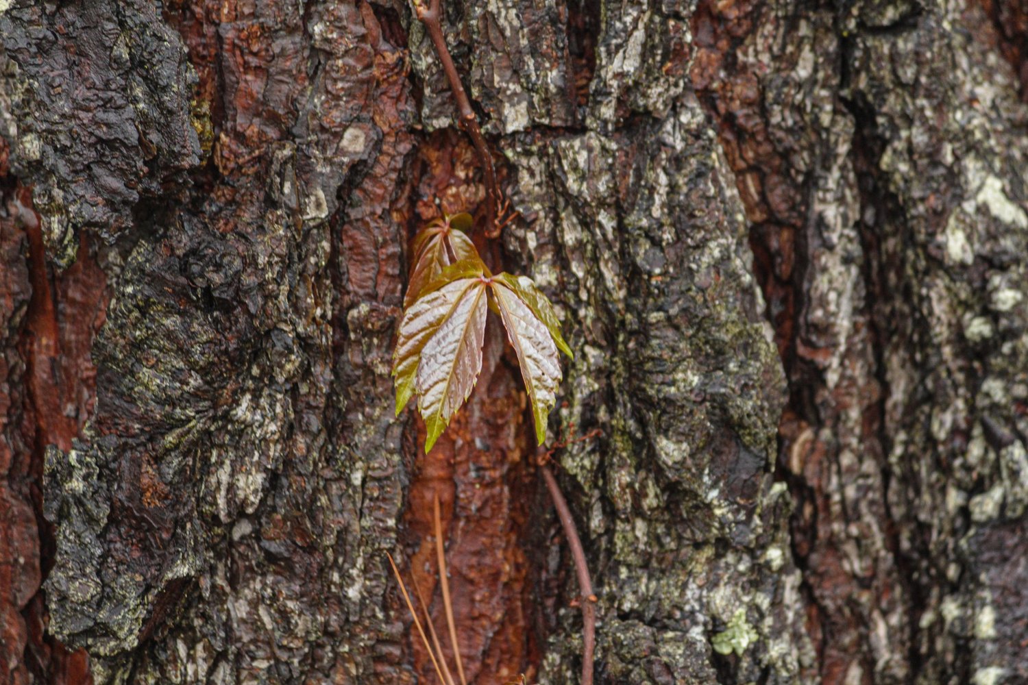 Nature Archive 07 by Tyrone Z. McCants