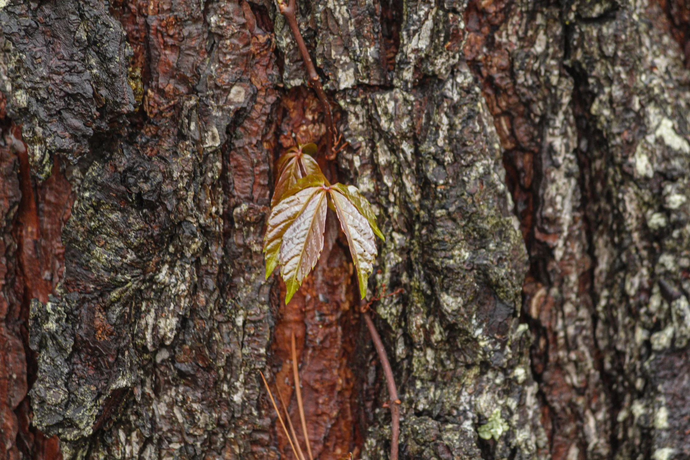 Nature Archive 07 by Tyrone Z. McCants