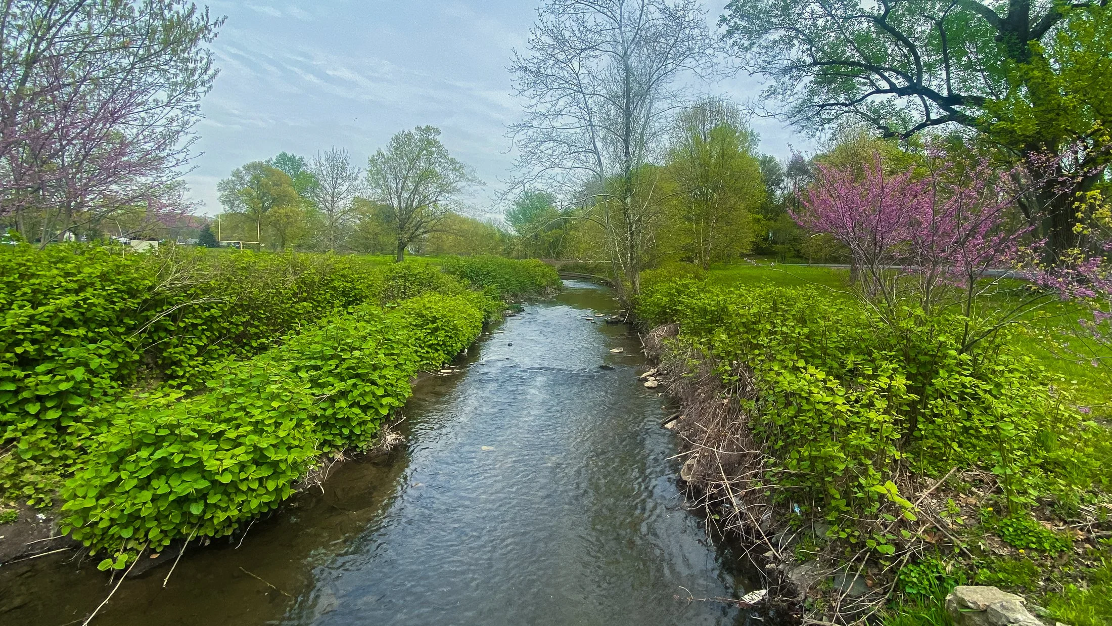 Nature Archive 04 by Tyrone Z. McCants