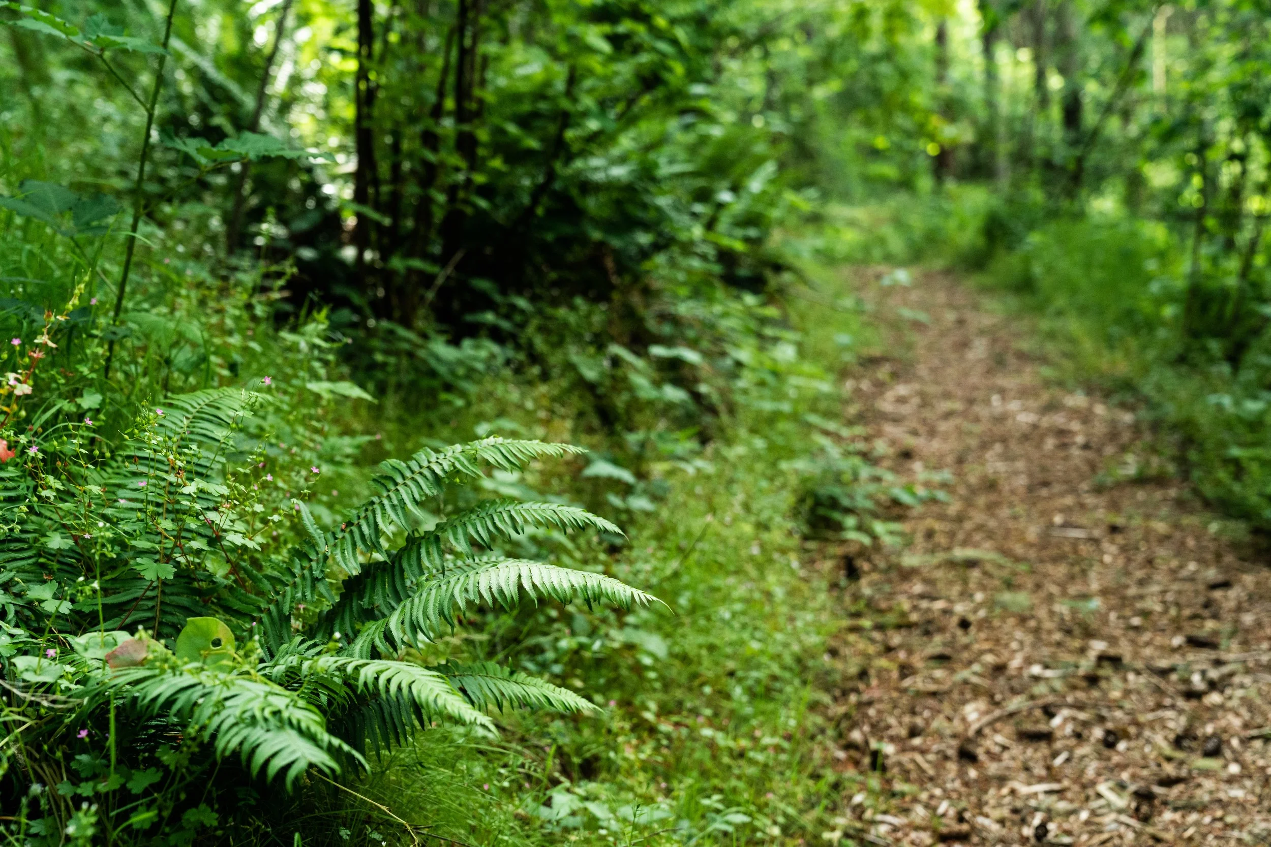 Nettle: The First Medicine of Spring