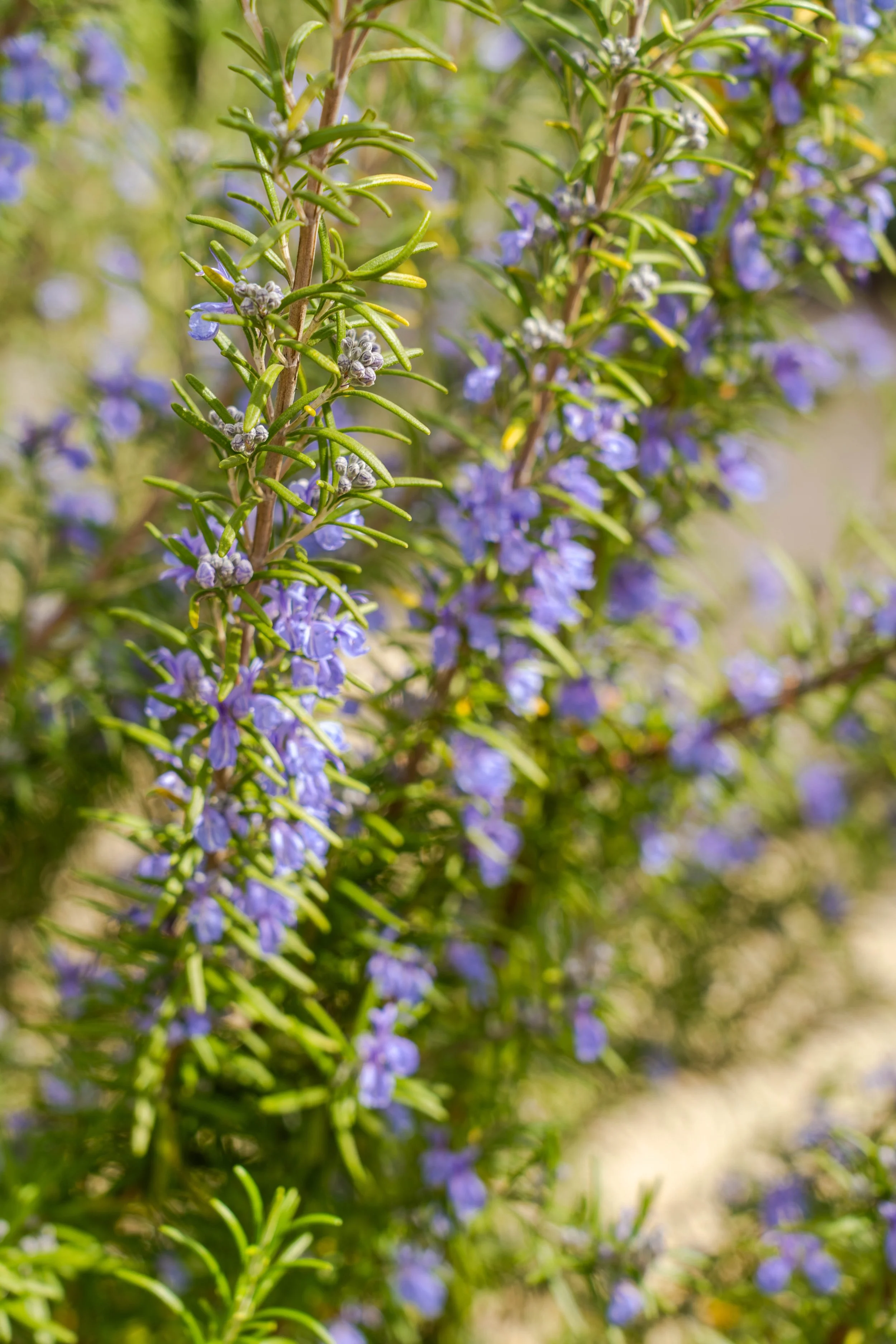 Stillwater Styled Shoot-94.jpg
