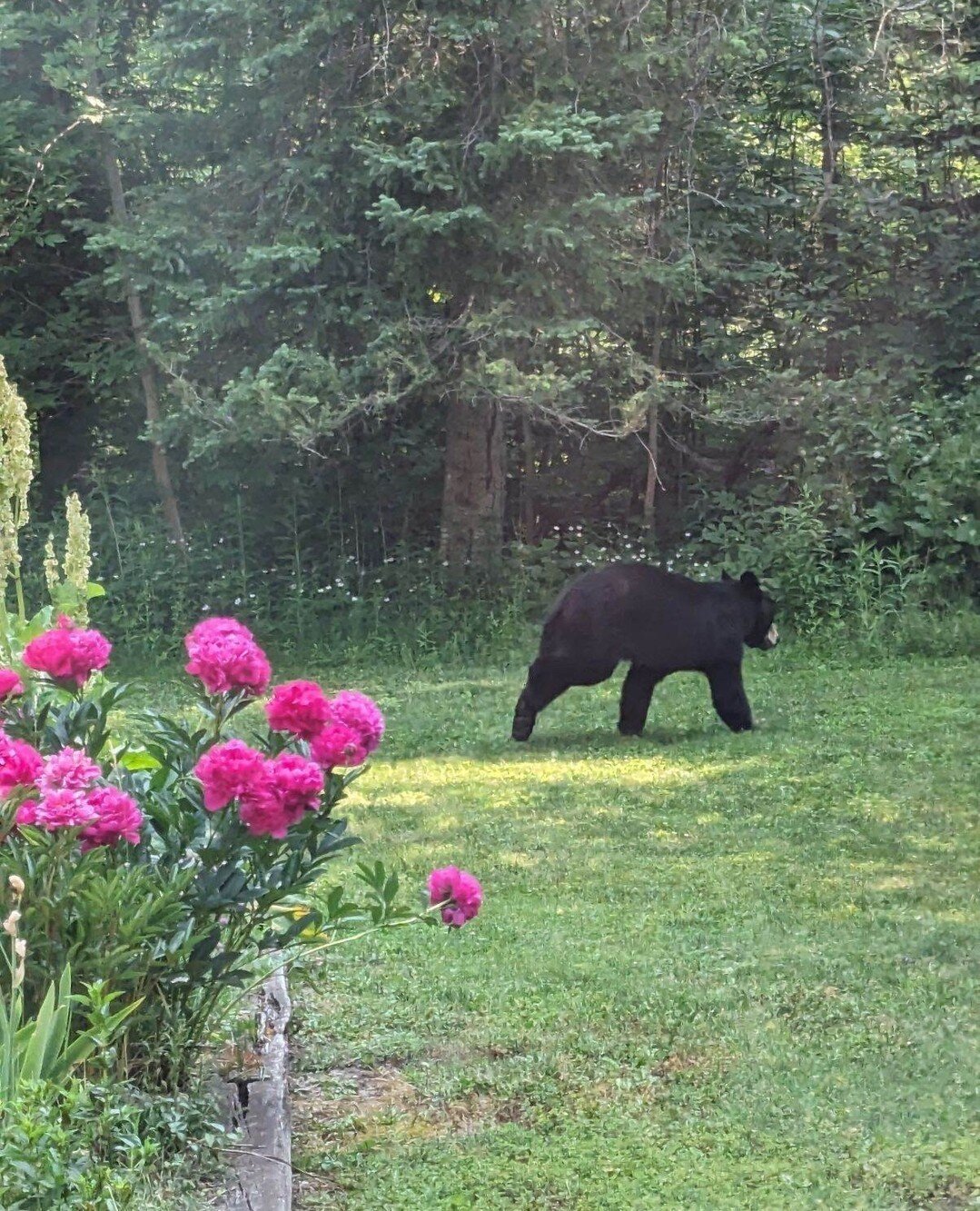 Spotted at The Firefly Lodge this summer!! How cool is this? We've always said our Airbnbs are nature retreats, and now you know why😉🐻⁠
⁠
⁠
⁠
#vacation #holiday #travel #instagood ⁠
#retreat #weekendgetaway #inthewild #bears #natureretreat #outdoor