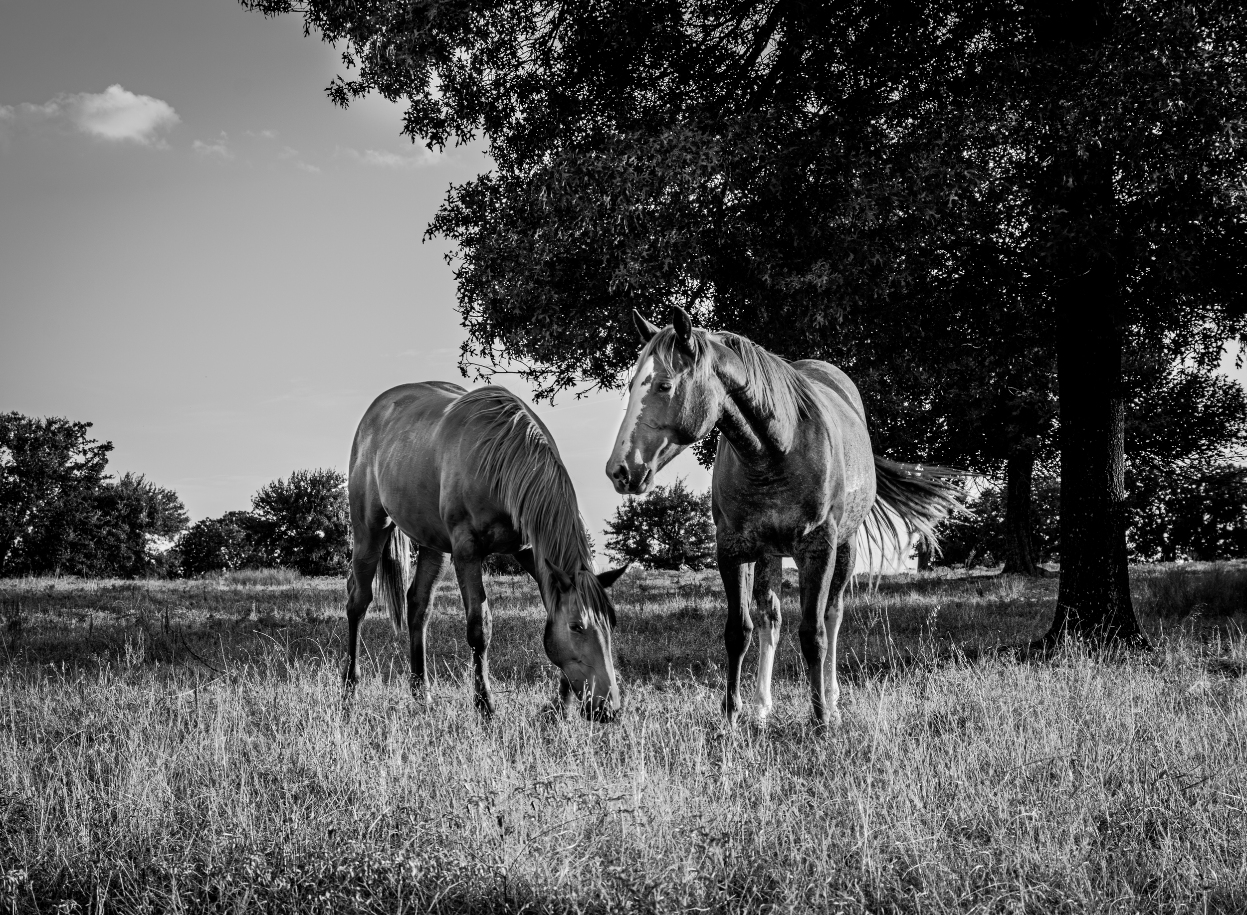 Grazing.png