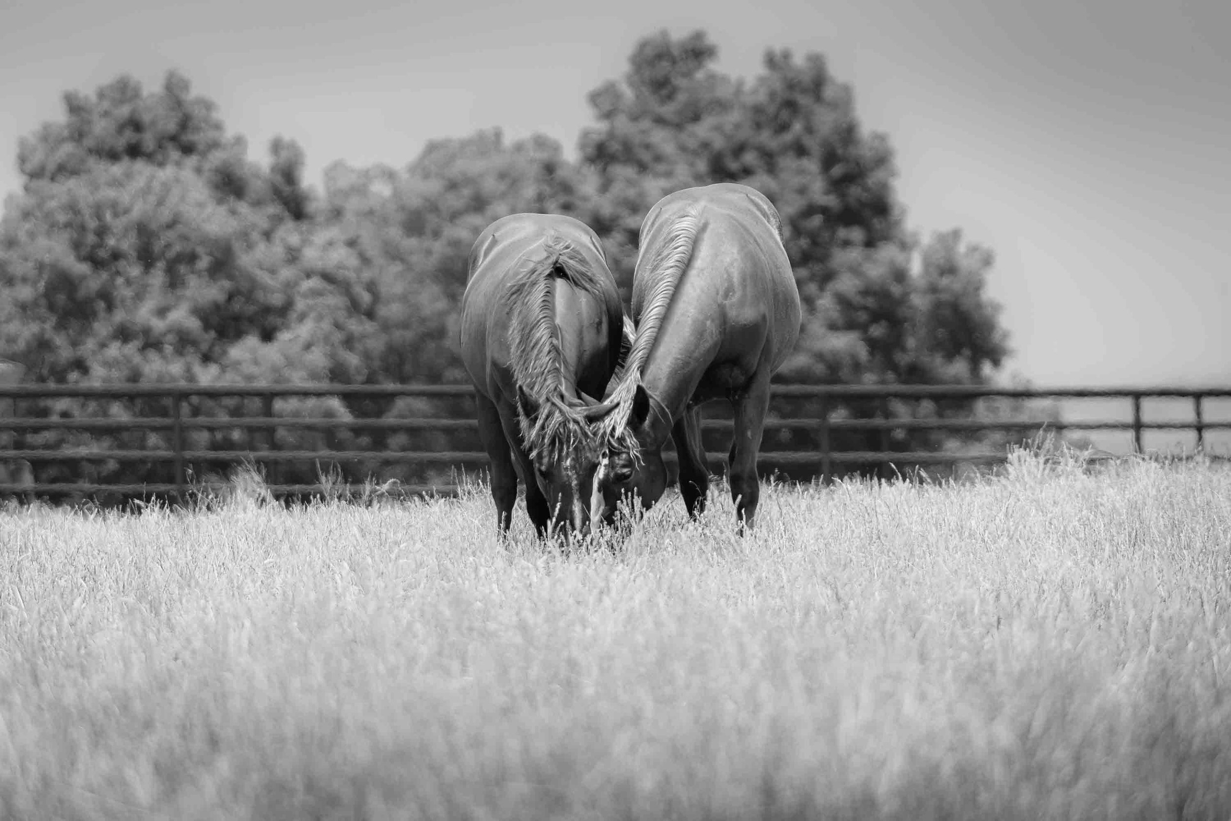 untitled--7.jpg