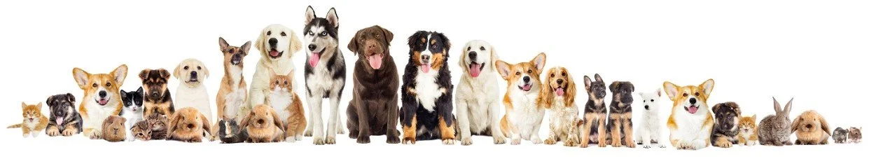 A lineup of various dog and cat breeds of different sizes and colors.