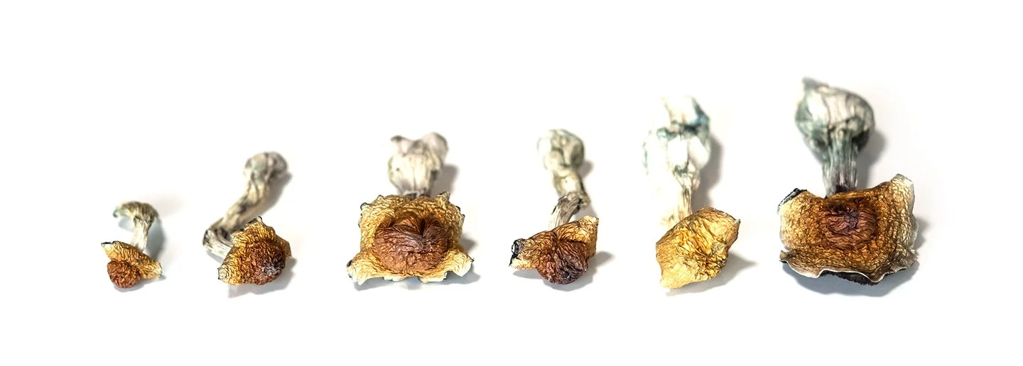 Dried psilocybin mushrooms on a white background