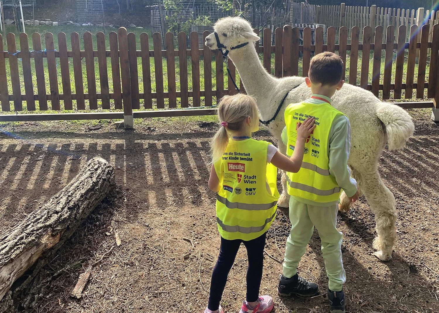 2026.10.02 - Grade 1 Alpaca Farm - IMG_4018.jpg