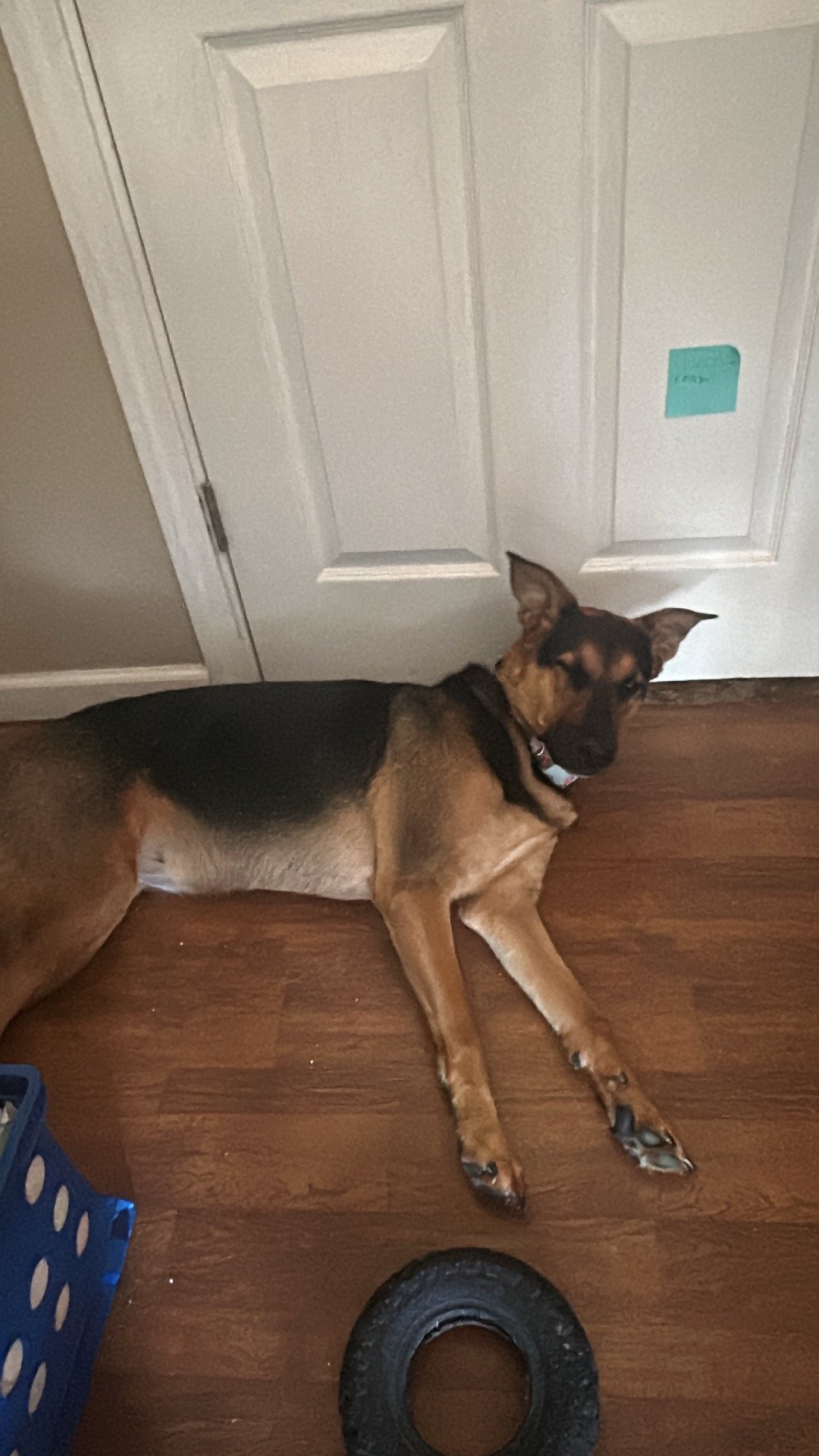 German Shepherd lying on hardwood floor next to a closed white door, with a rubber ring toy nearby.