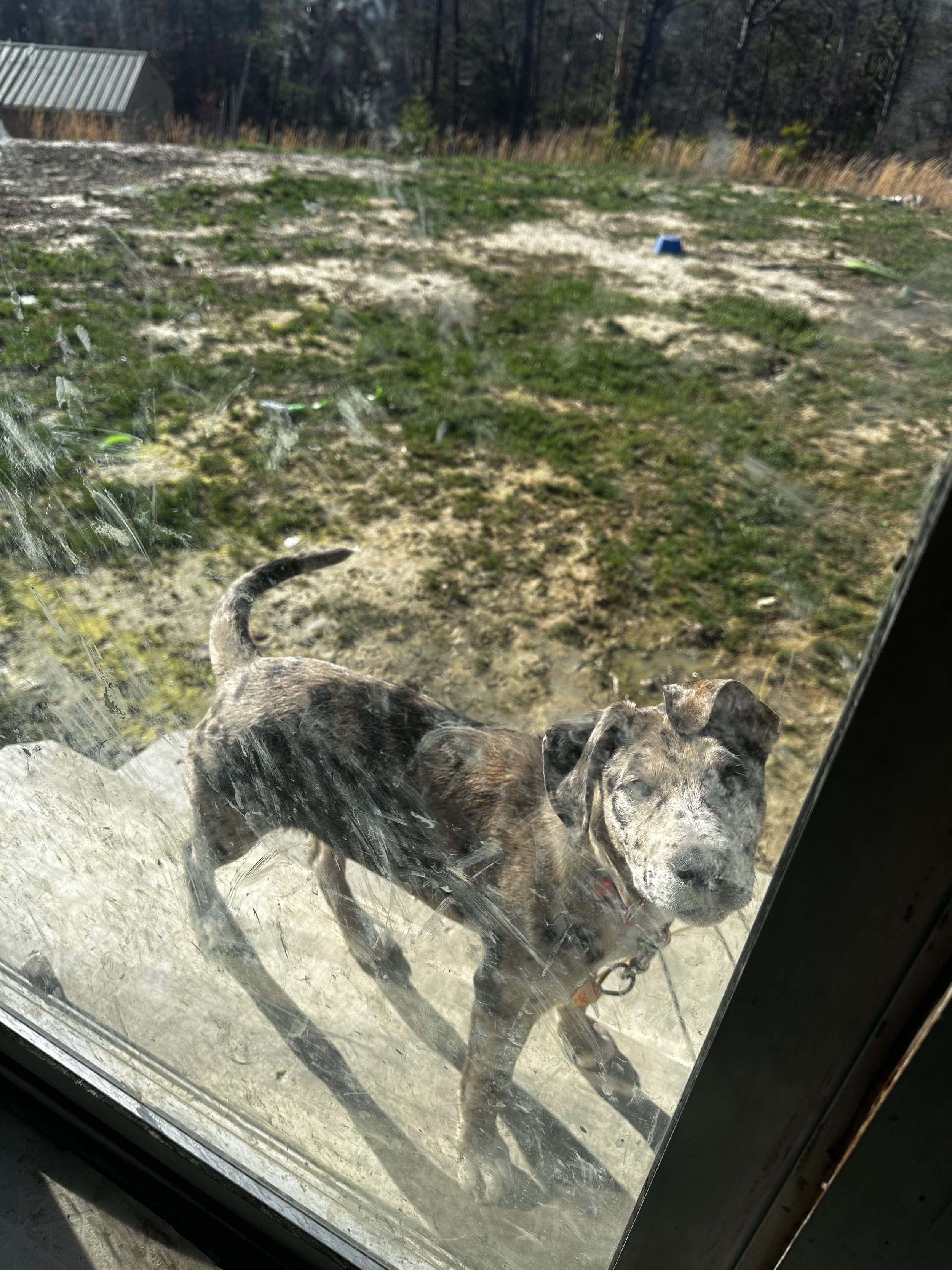 A brindle dog standing outside a glass door on concrete steps, looking inside. The glass is smudged, and there is a grassy yard in the background.
