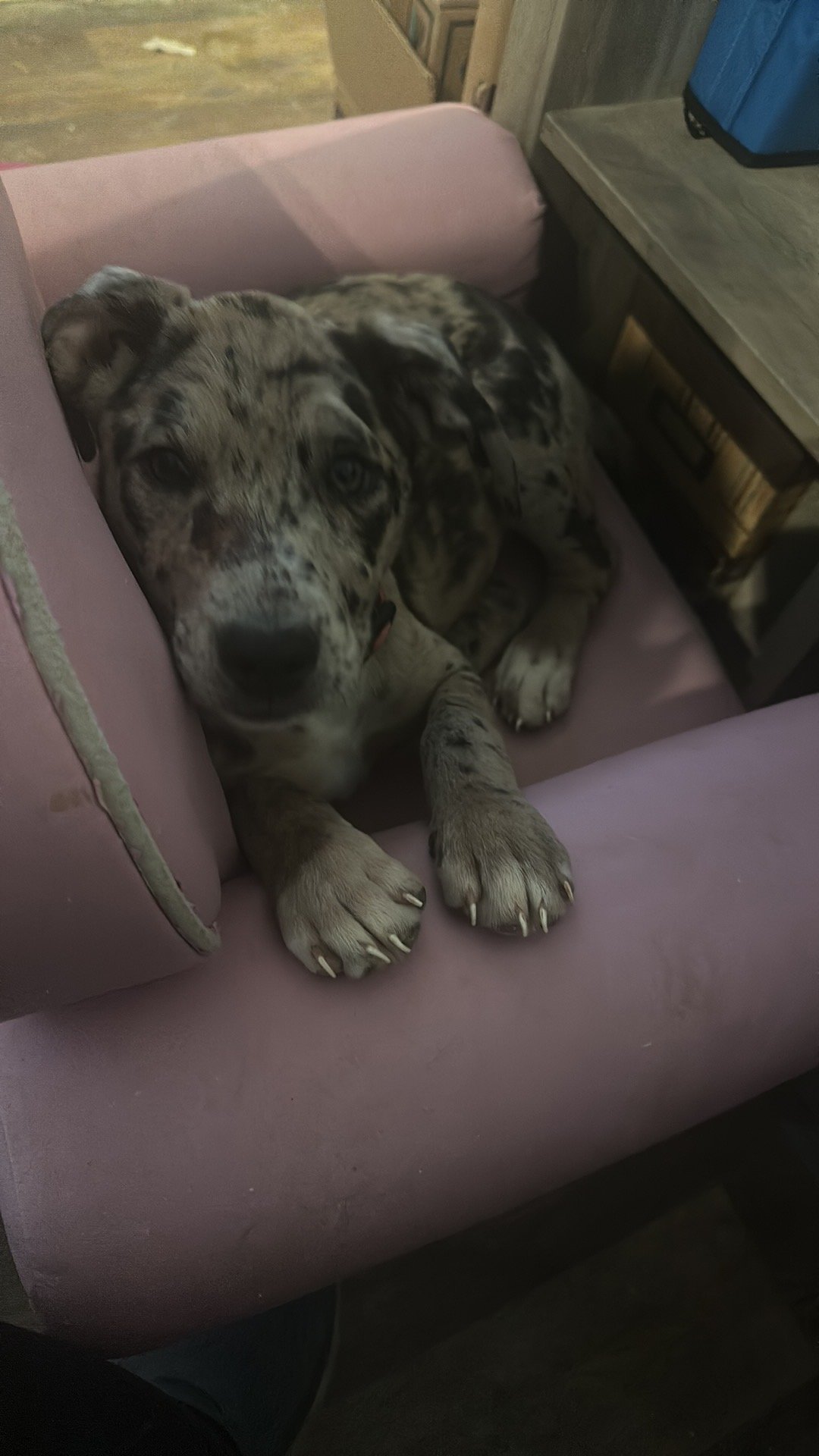 Merle-patterned dog resting on a pink chair.