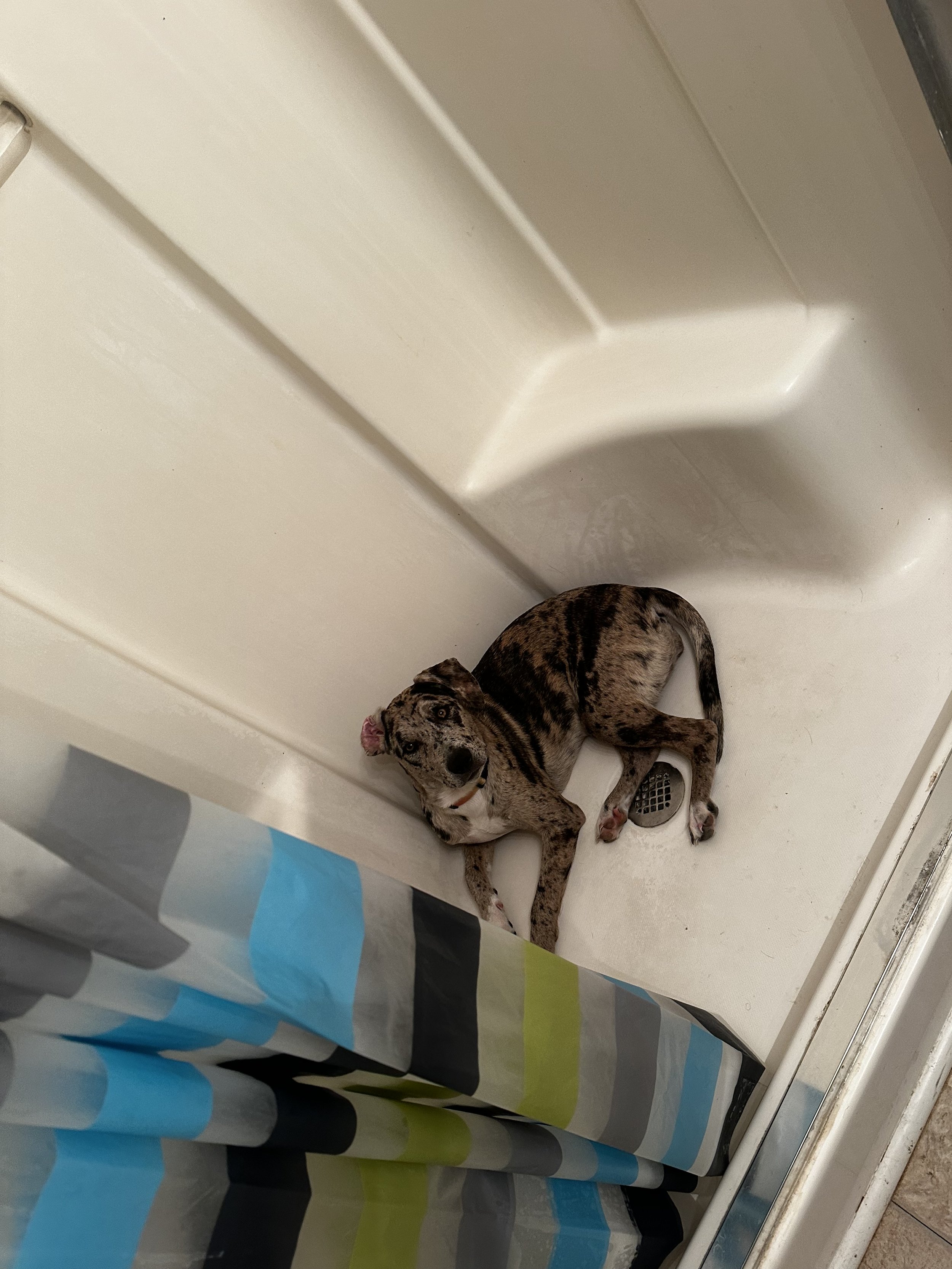 A dog lying curled up in a bathtub with a multicolored striped shower curtain partially visible.
