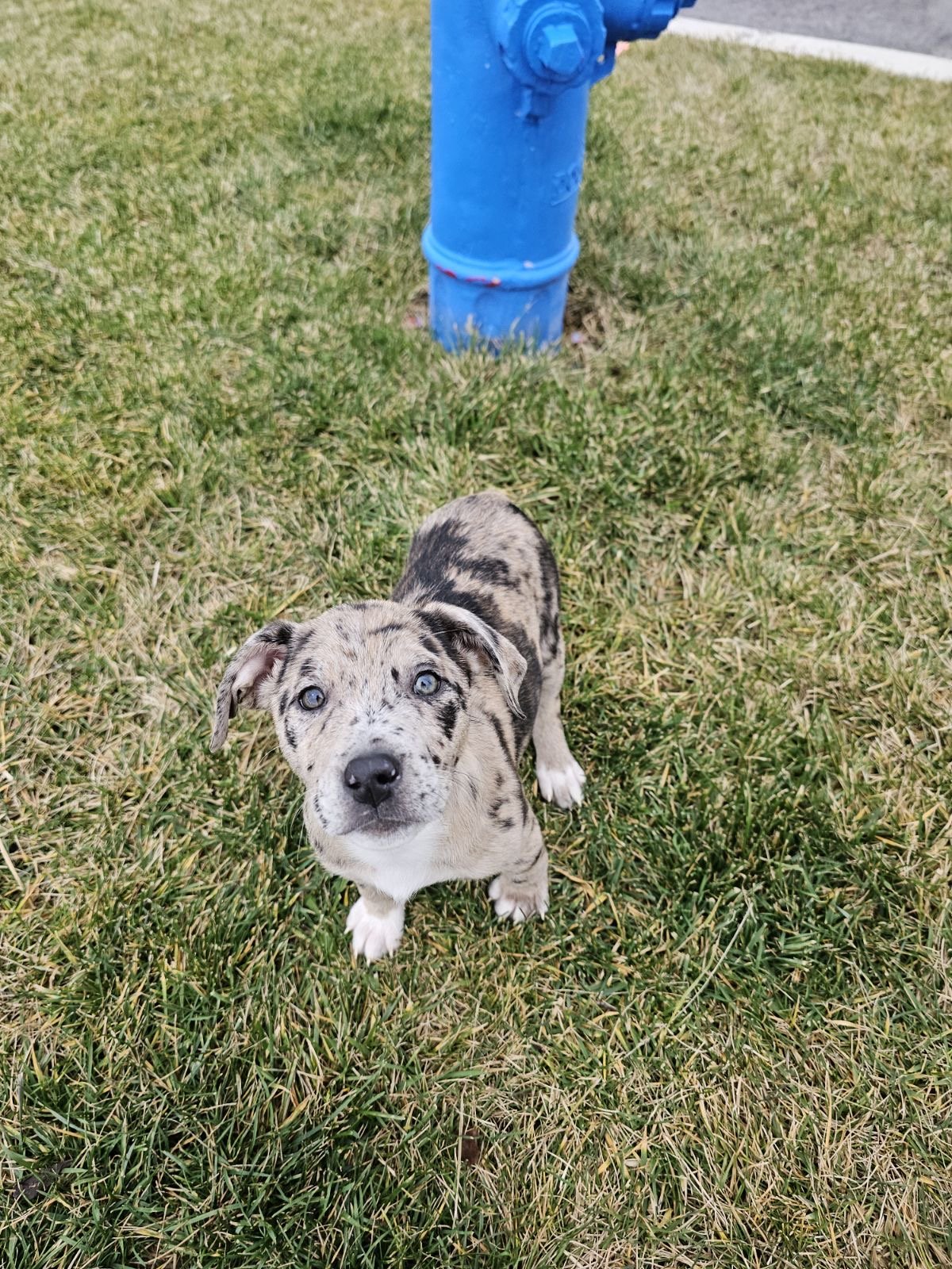 A small merle-patterned puppy sitting on grass near a blue fire hydrant.