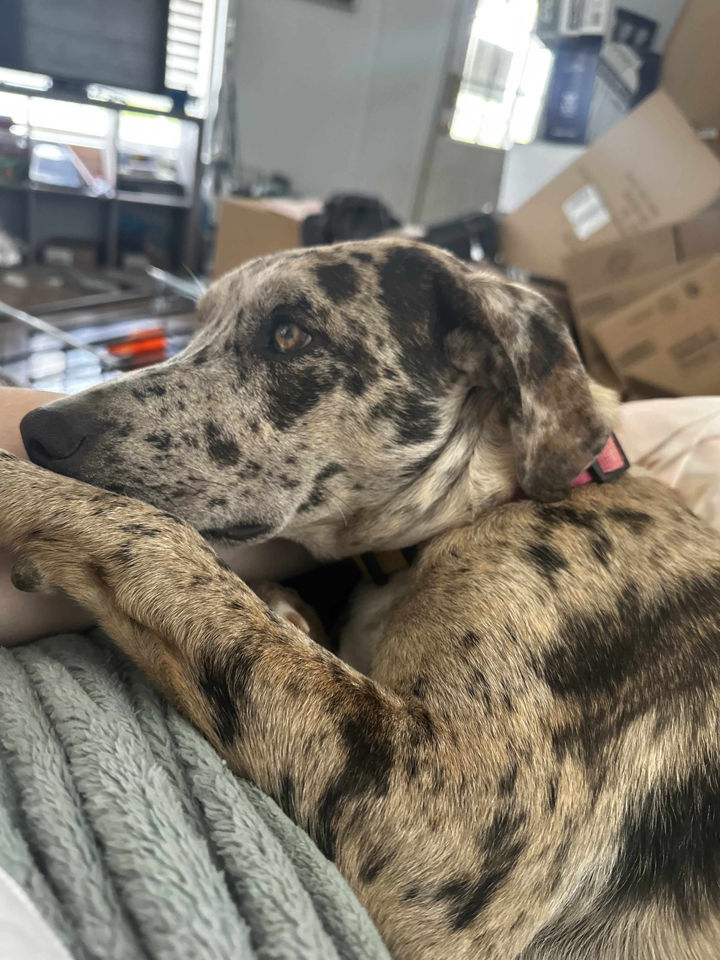 Merle-colored dog resting indoors amidst moving boxes.