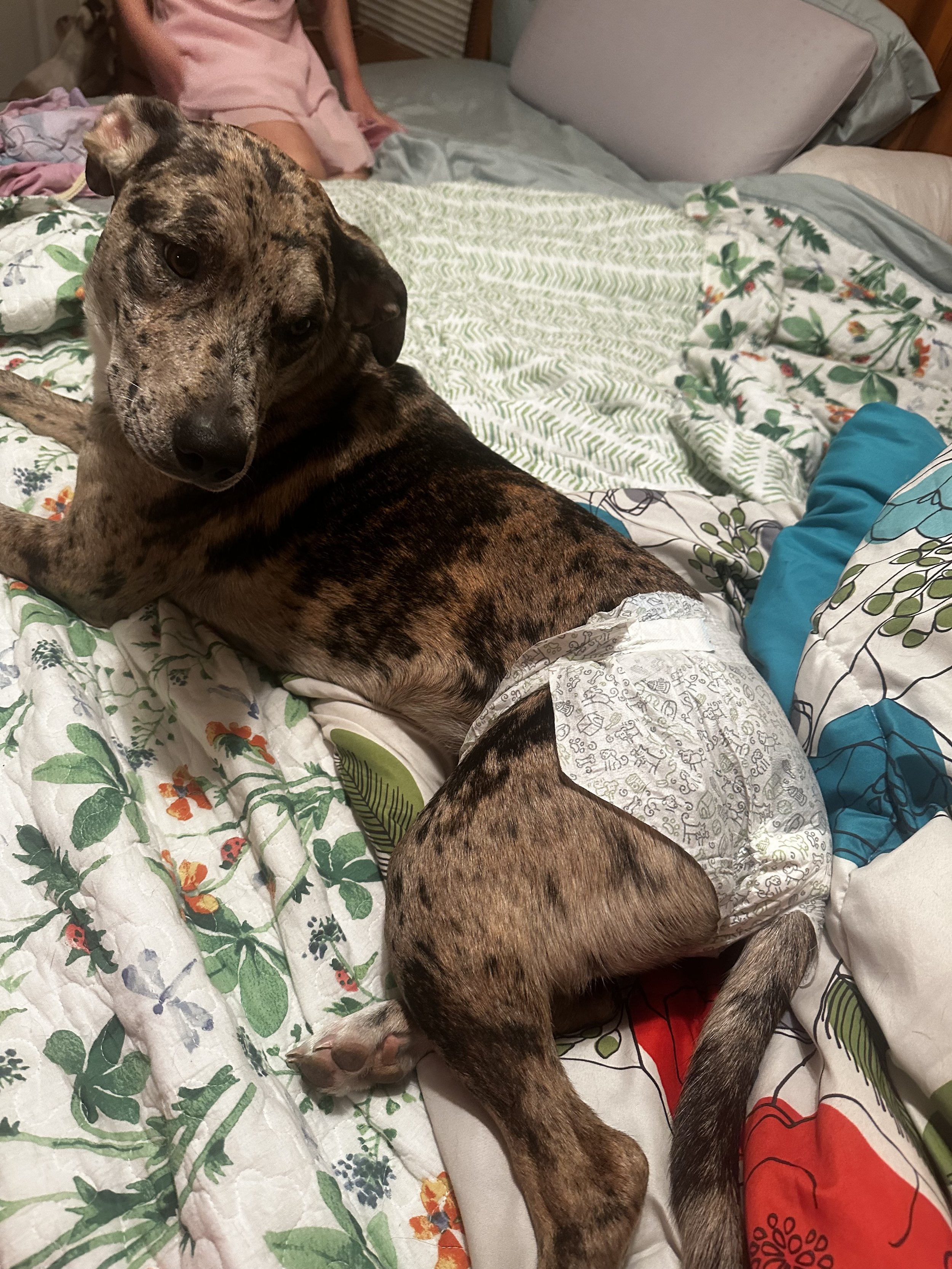 Willow is a sweet baby. She wants lovin's from her momma. She really loves belly rubs and snuggling on the bed.