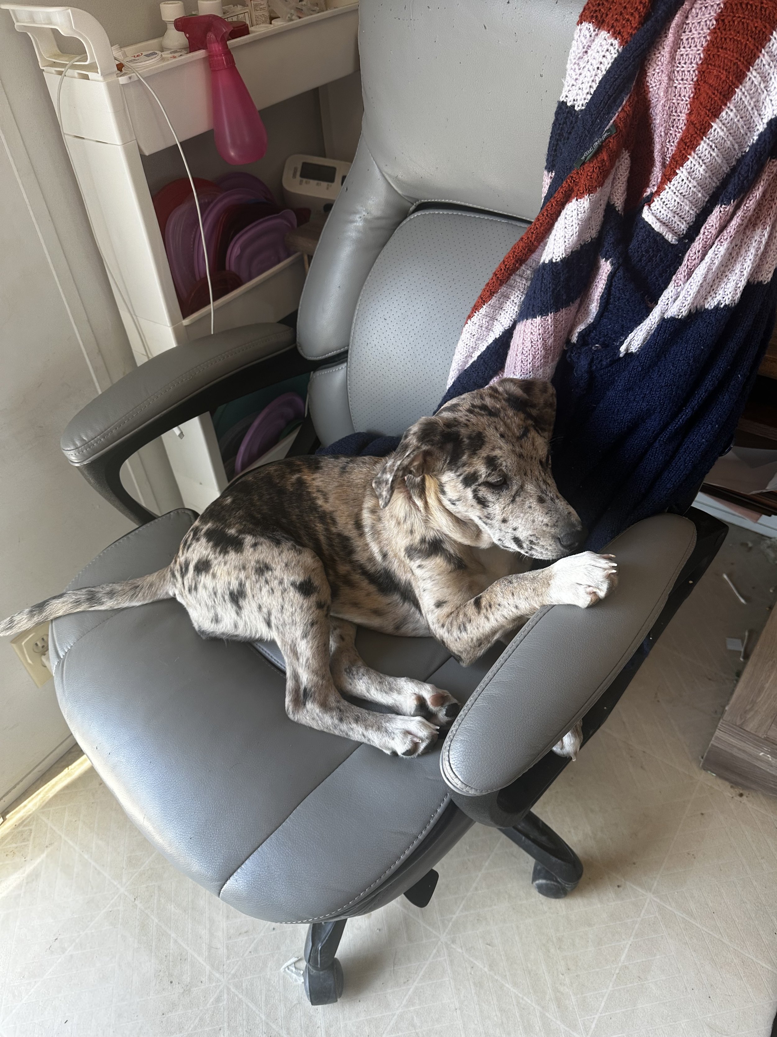 A merle-patterned puppy lying on a gray office chair with a striped blanket draped over the back. There is a cart with various items and trays in the background.