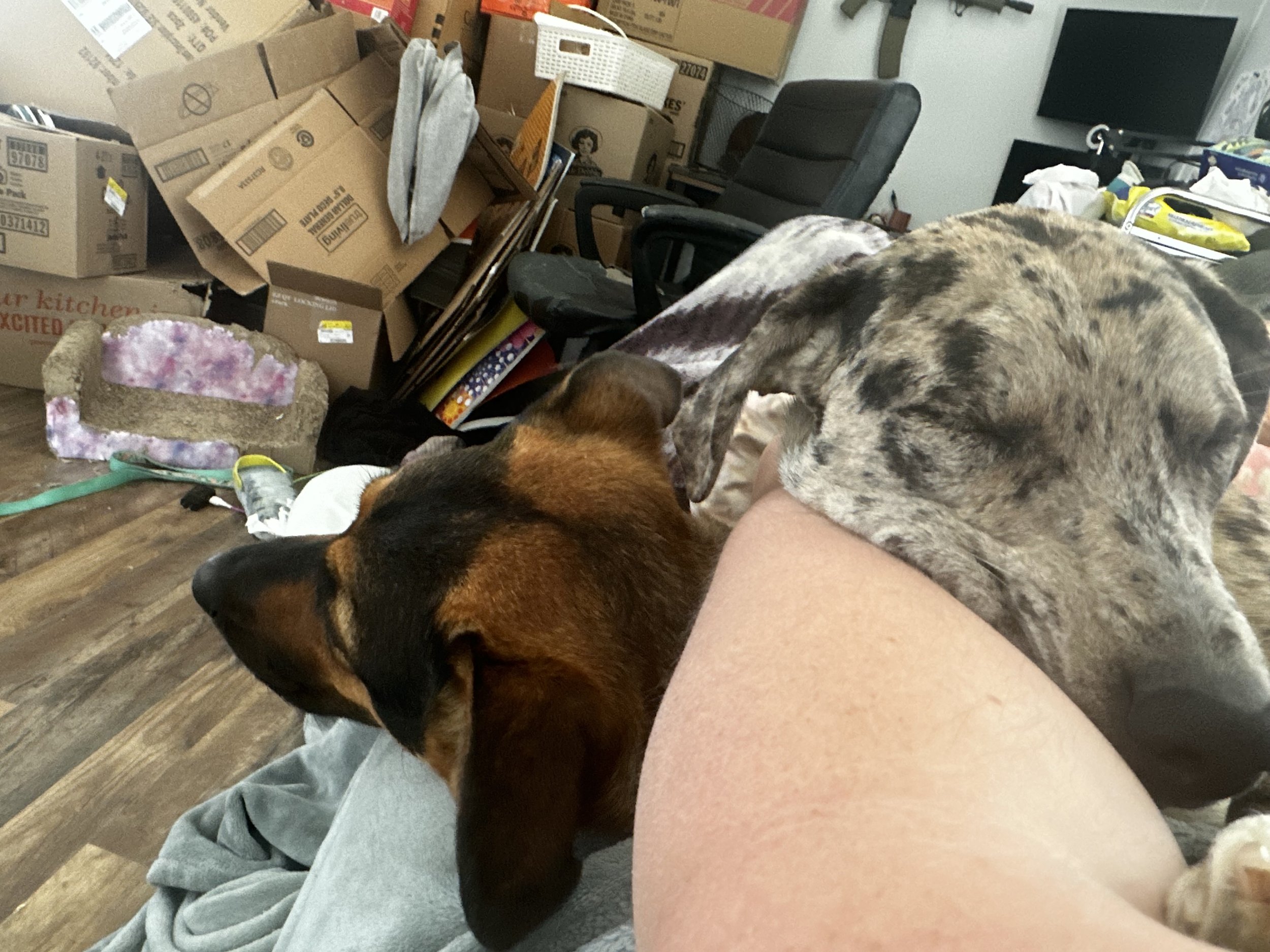 Two dogs resting on a person's arm in a cluttered room with cardboard boxes and miscellaneous items.