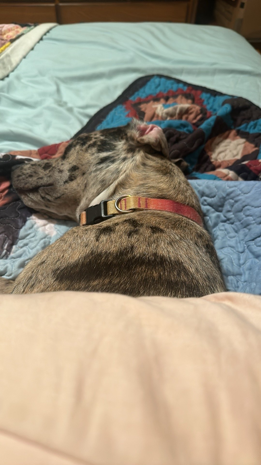 Brindle dog with a red collar sleeping on a quilted blanket on the bed.