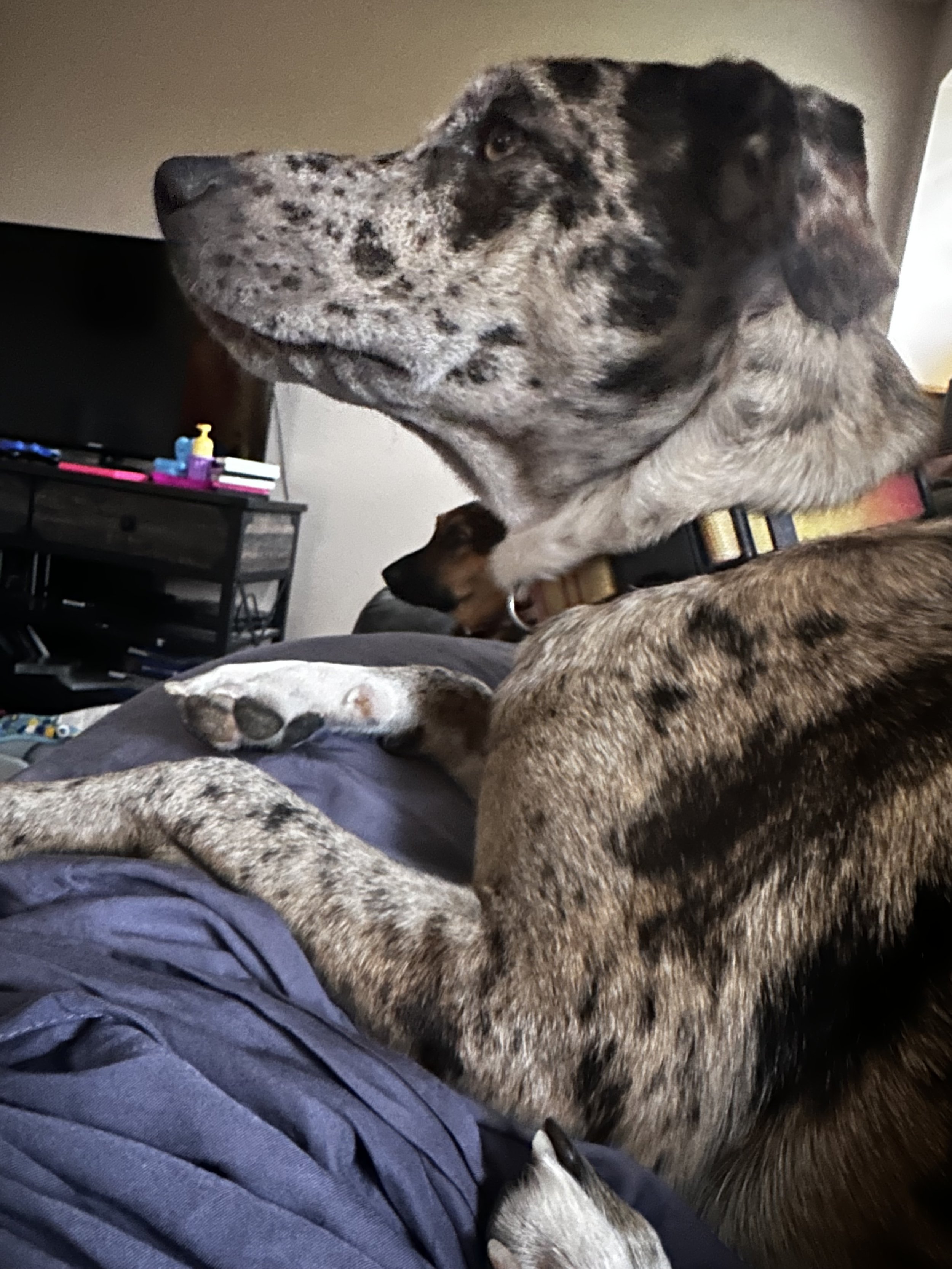 Brown and black speckled dog lying on blue bedding indoors, in front of a TV on a stand with household items.