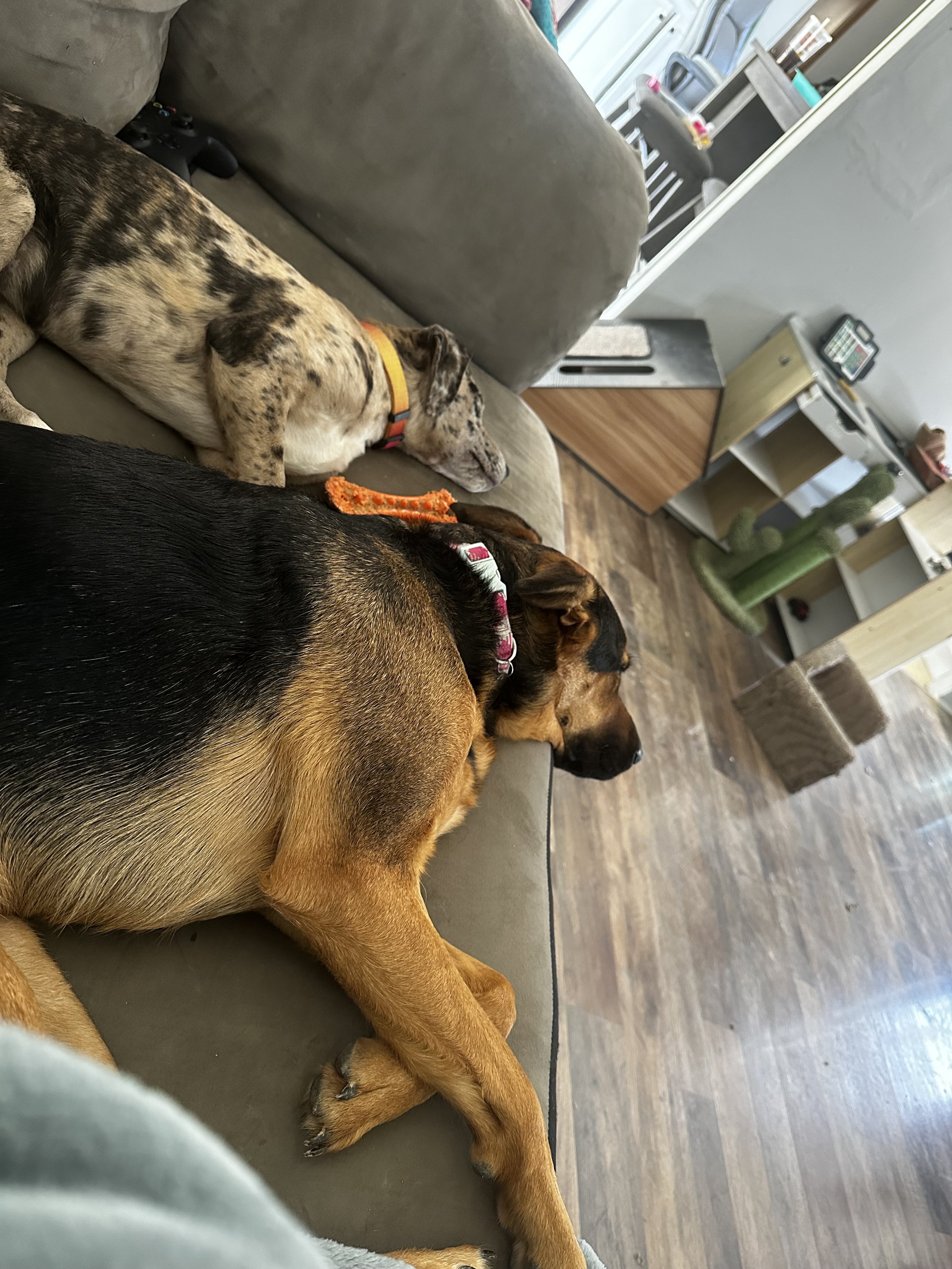 Two dogs resting on a couch in a living room with hardwood floors and a cat tree.