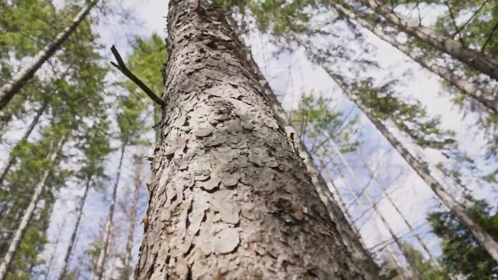 Furustamme i skog mot himmelen