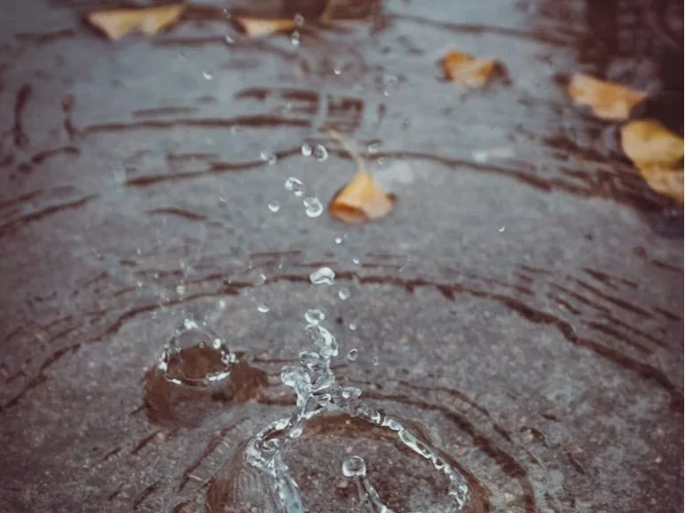 Cambiare l'acqua a fiori