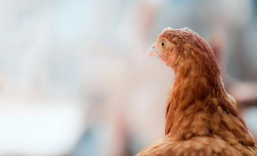 Chicken Clinic - Pet poultry vet