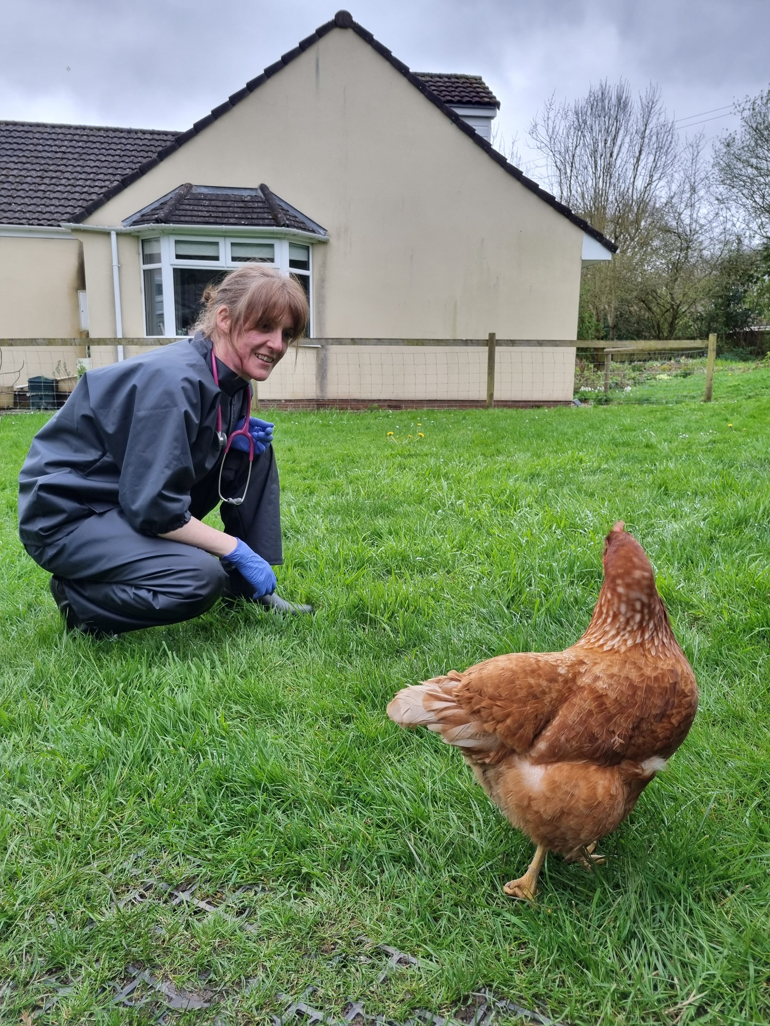 chicken clinic 2.jpg